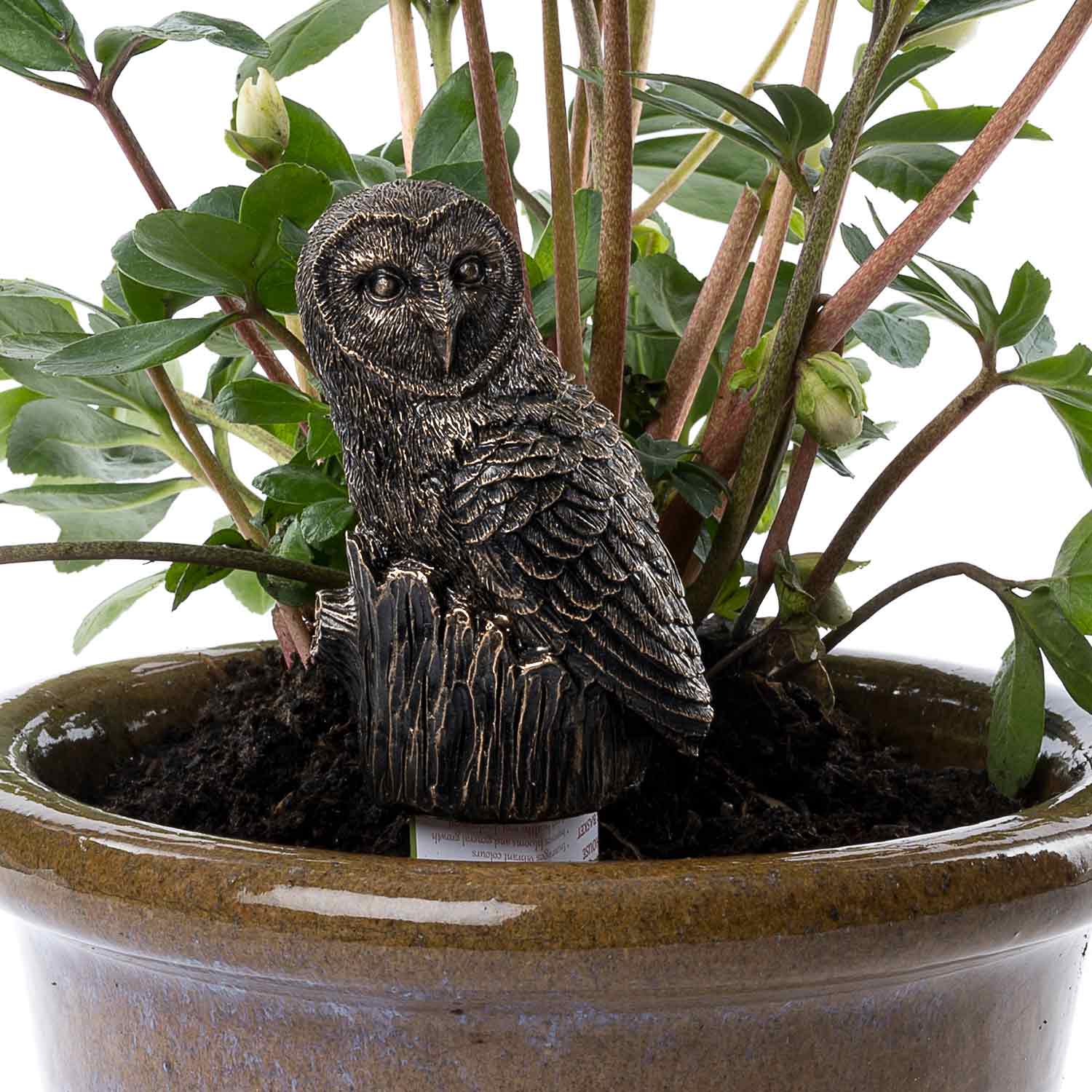 Barn Owl Feed Friend Drip Feed Topper