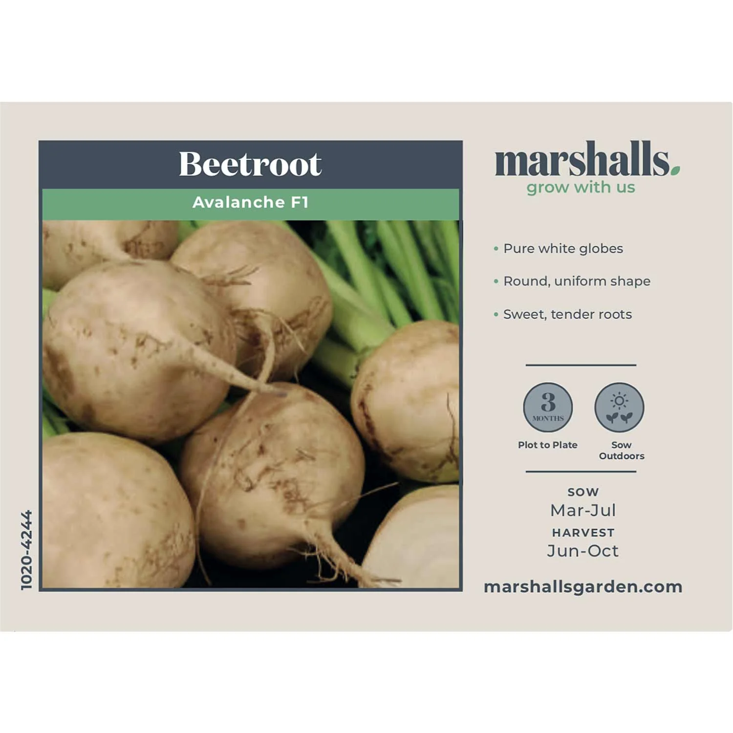 Beetroot Seeds 'Avalanche' F1 - Image 4