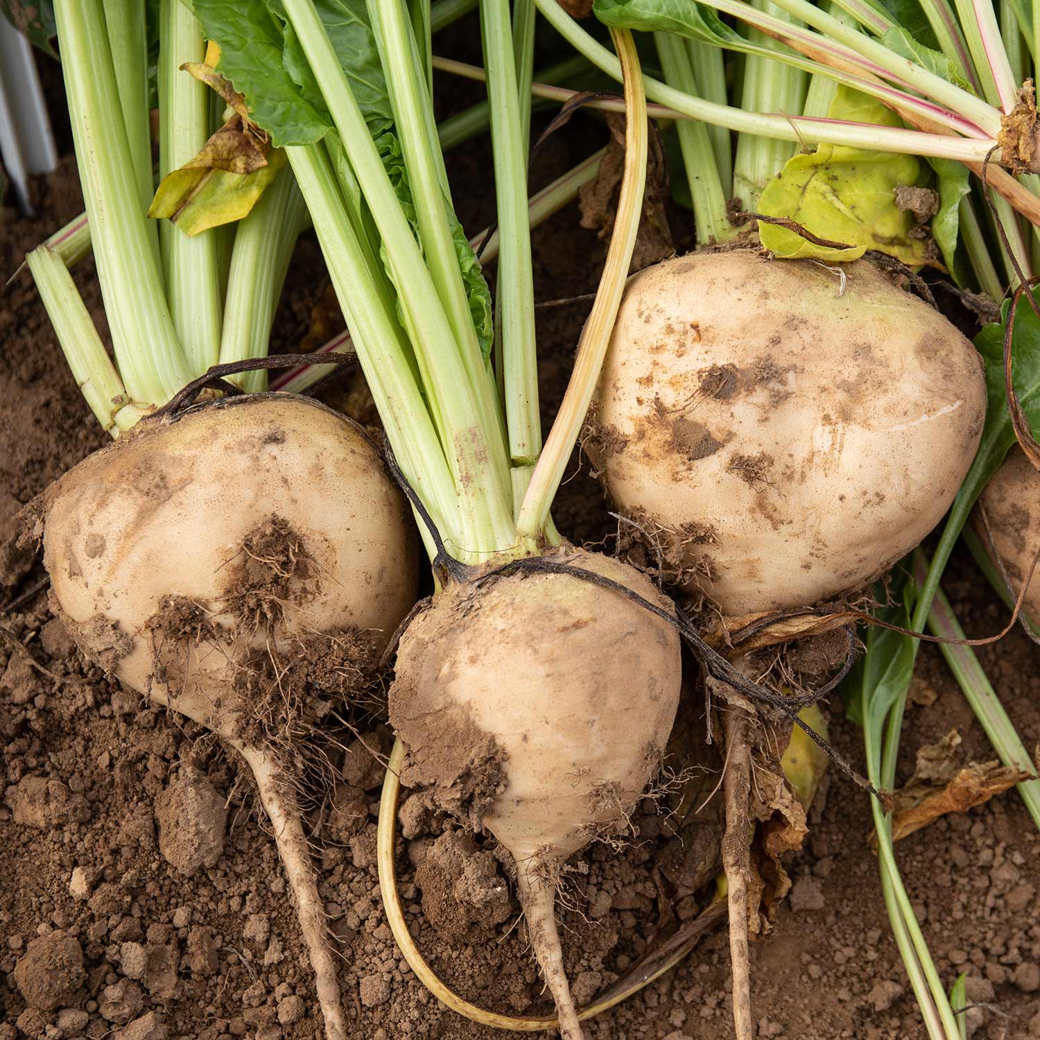 Beetroot Seeds 'Avalanche' F1 - Image 6