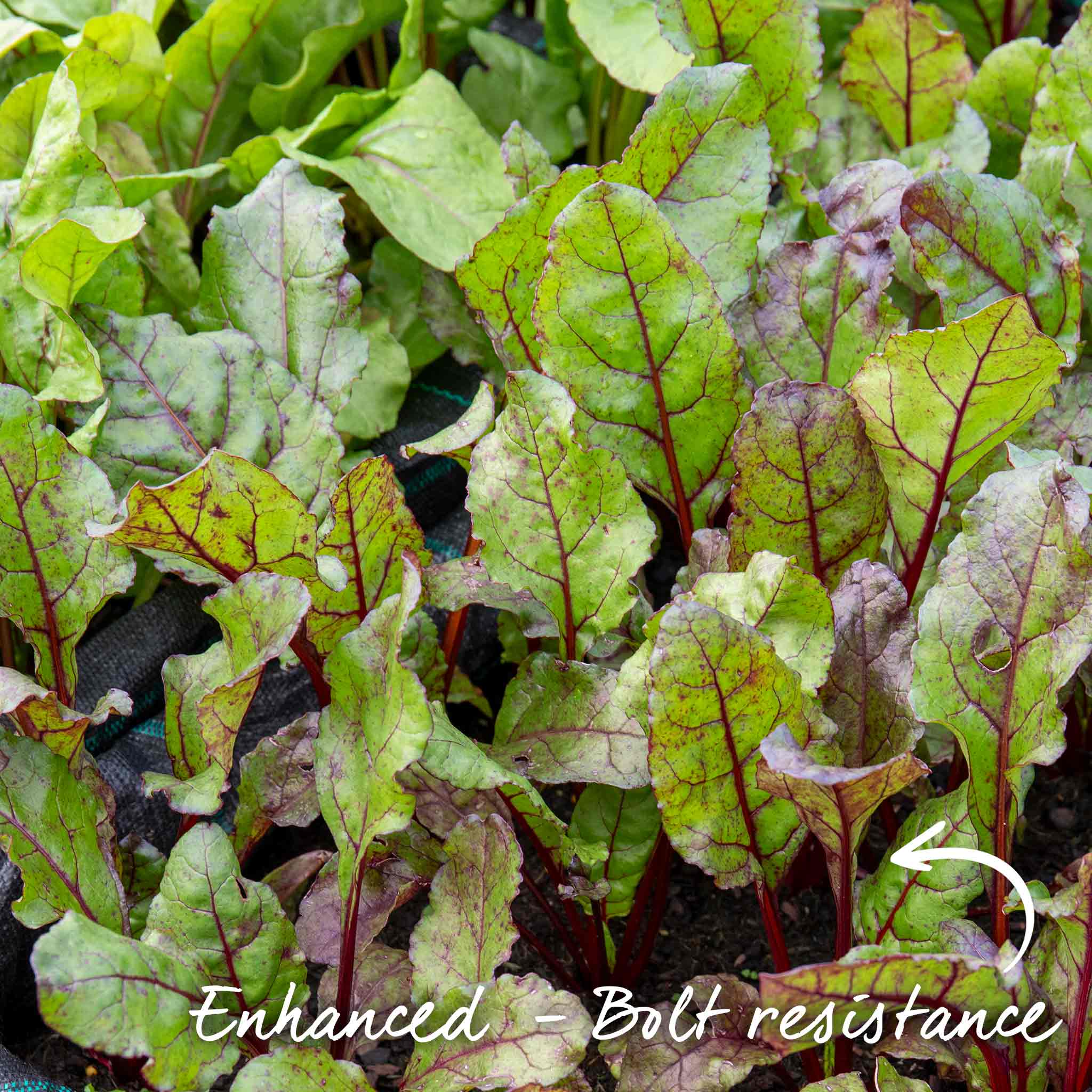 Beetroot Seeds 'Boston' - Image 3