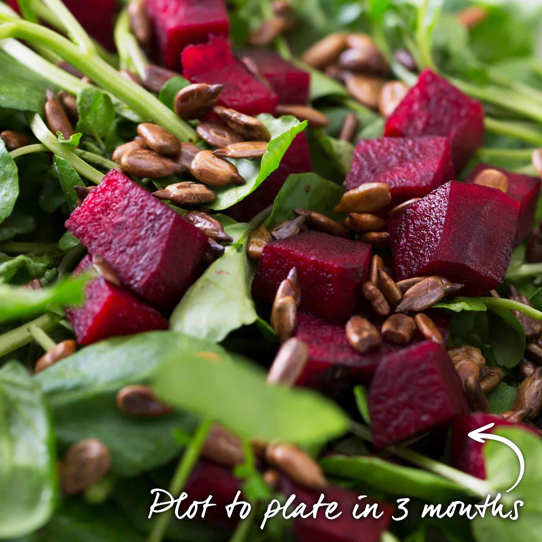 Beetroot Seeds 'Boston' - Image 4