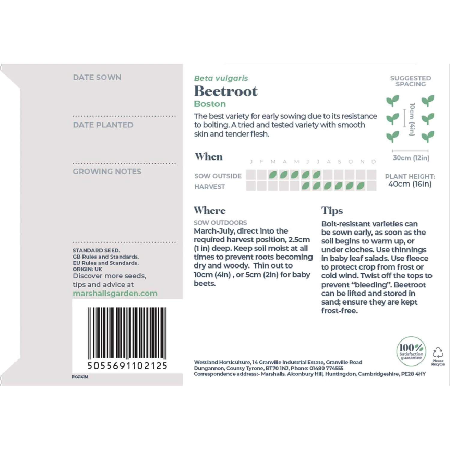 Beetroot Seeds 'Boston' - Image 7