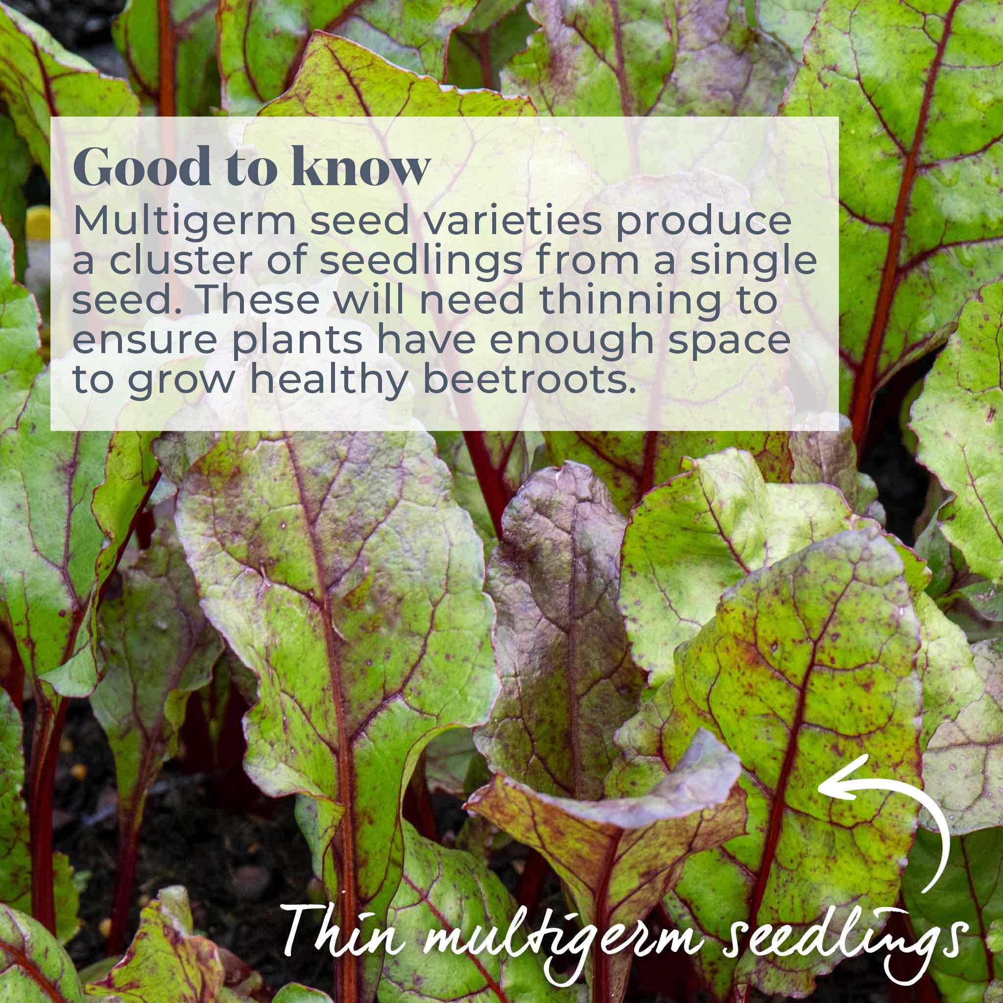 Beetroot Seeds 'Boston' - Image 8