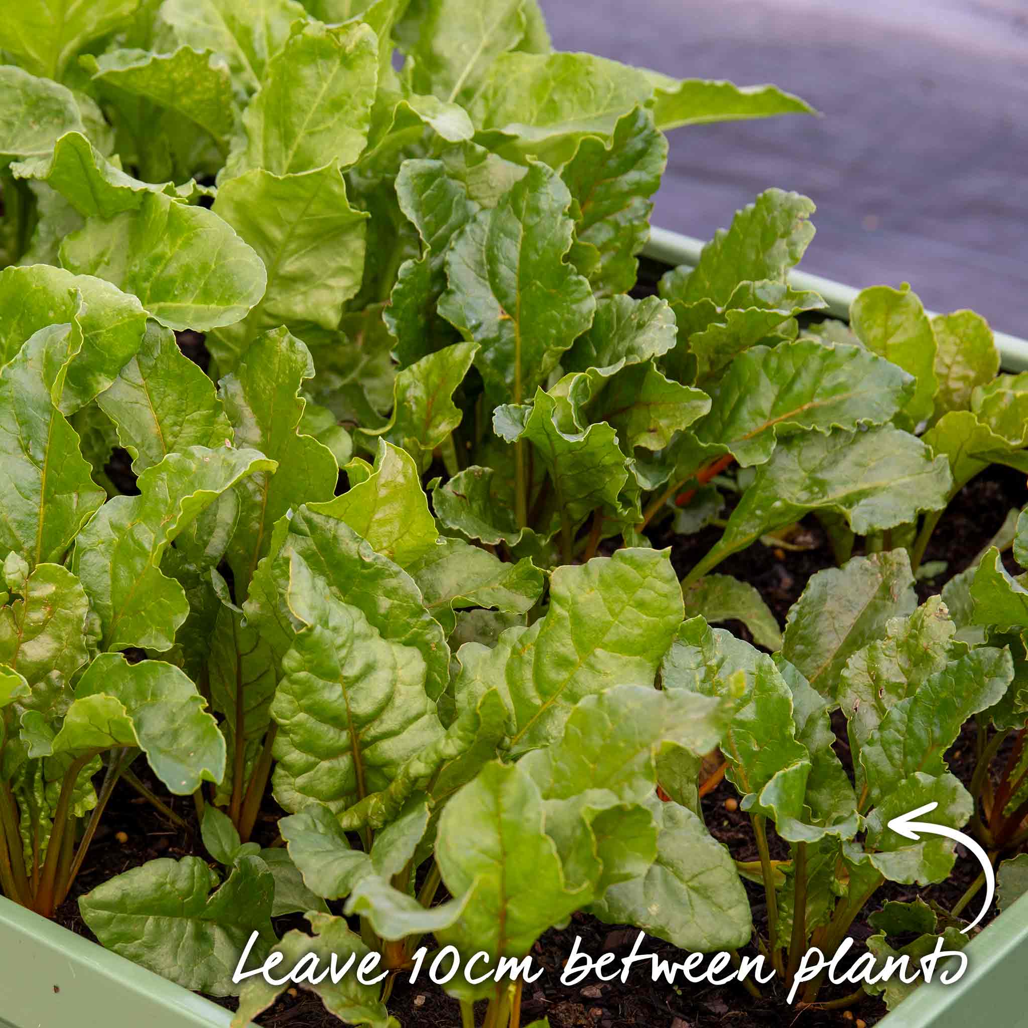 Beetroot Seeds 'Burpees Golden' - Image 9
