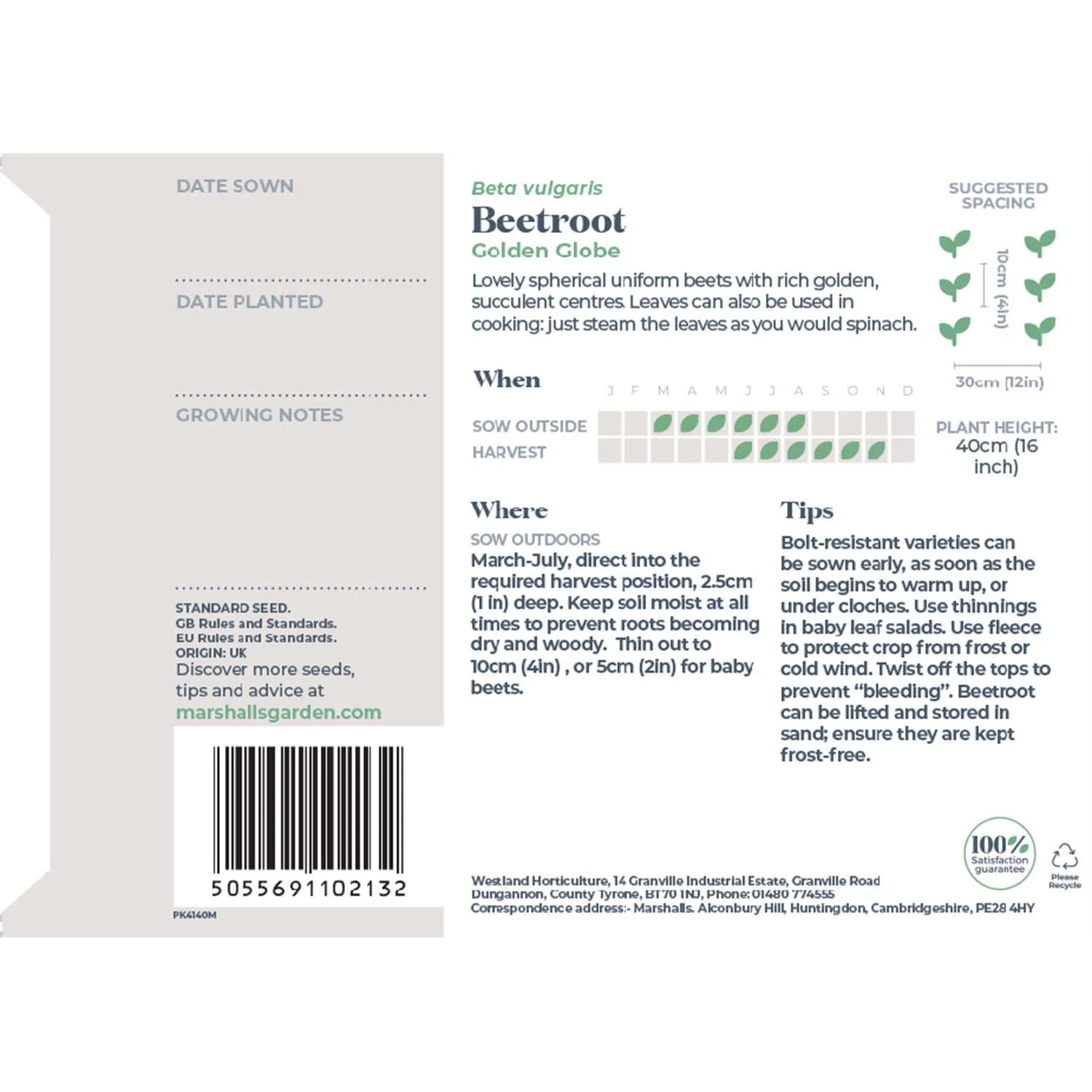 Beetroot Seeds 'Golden Globe' - Image 7