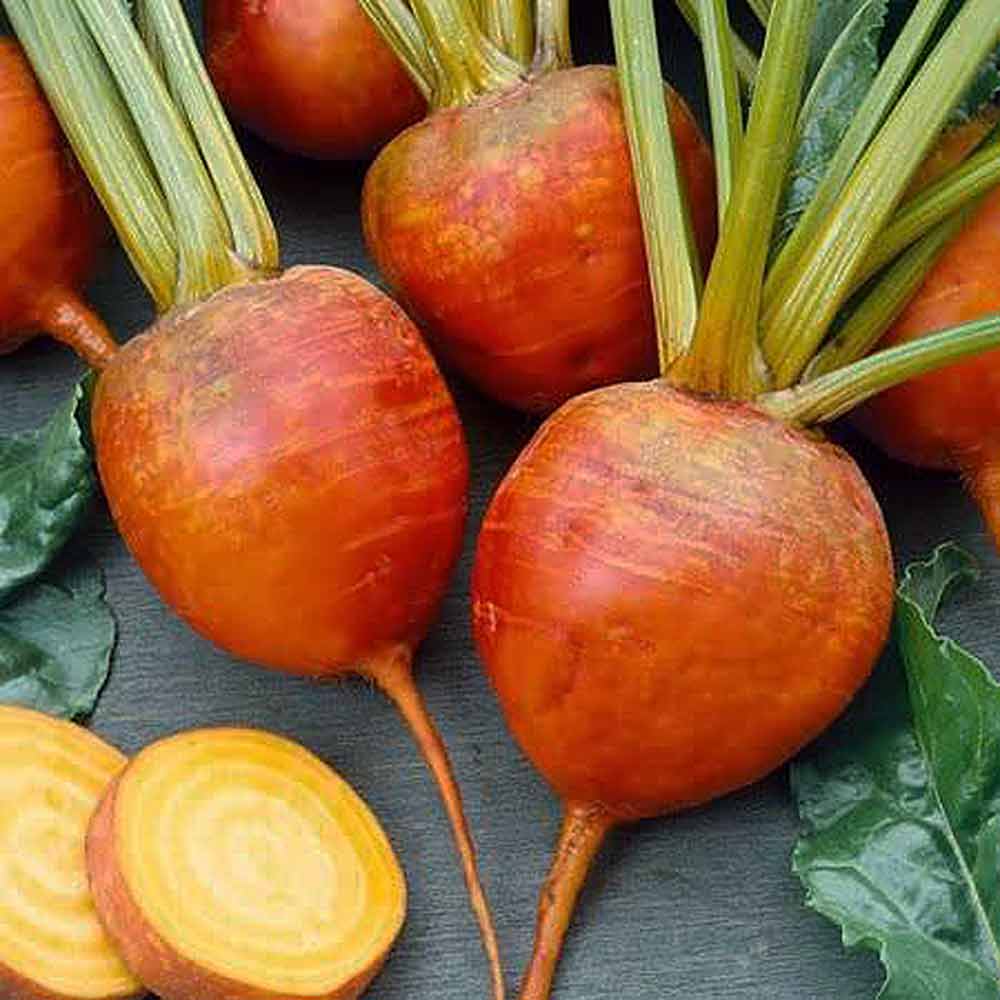 Beetroot 'Golden' - Image 3