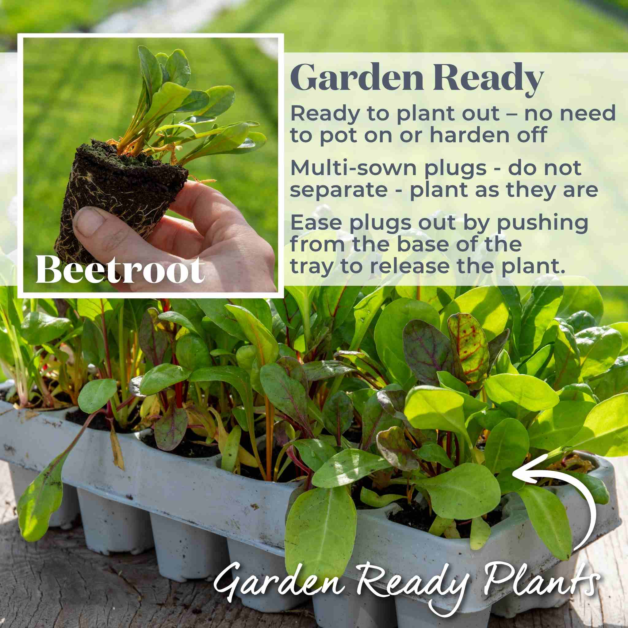 Beetroot 'Golden' - Image 5