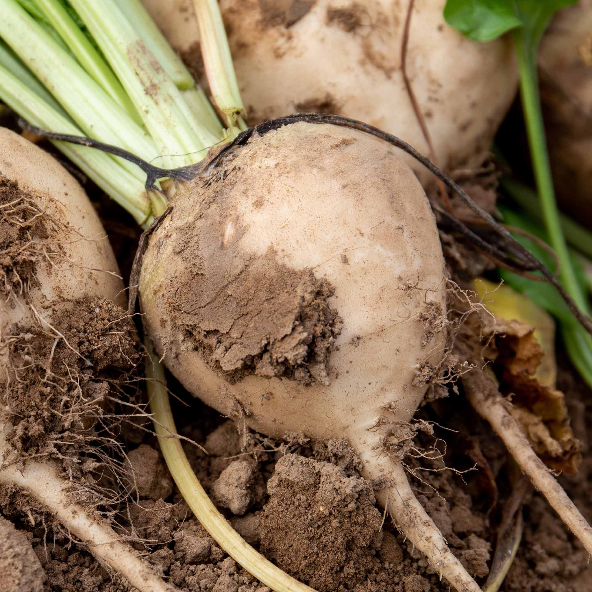 Beetroot Mixed Plants - Image 3