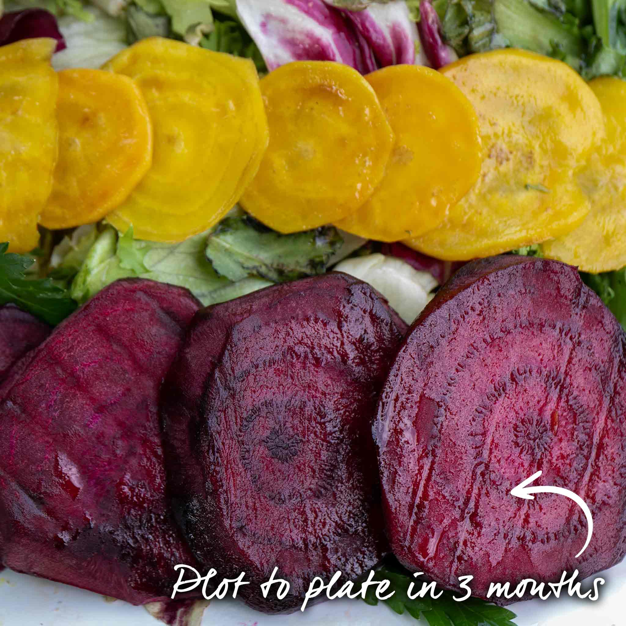 Beetroot Seeds 'Monika' - Image 7