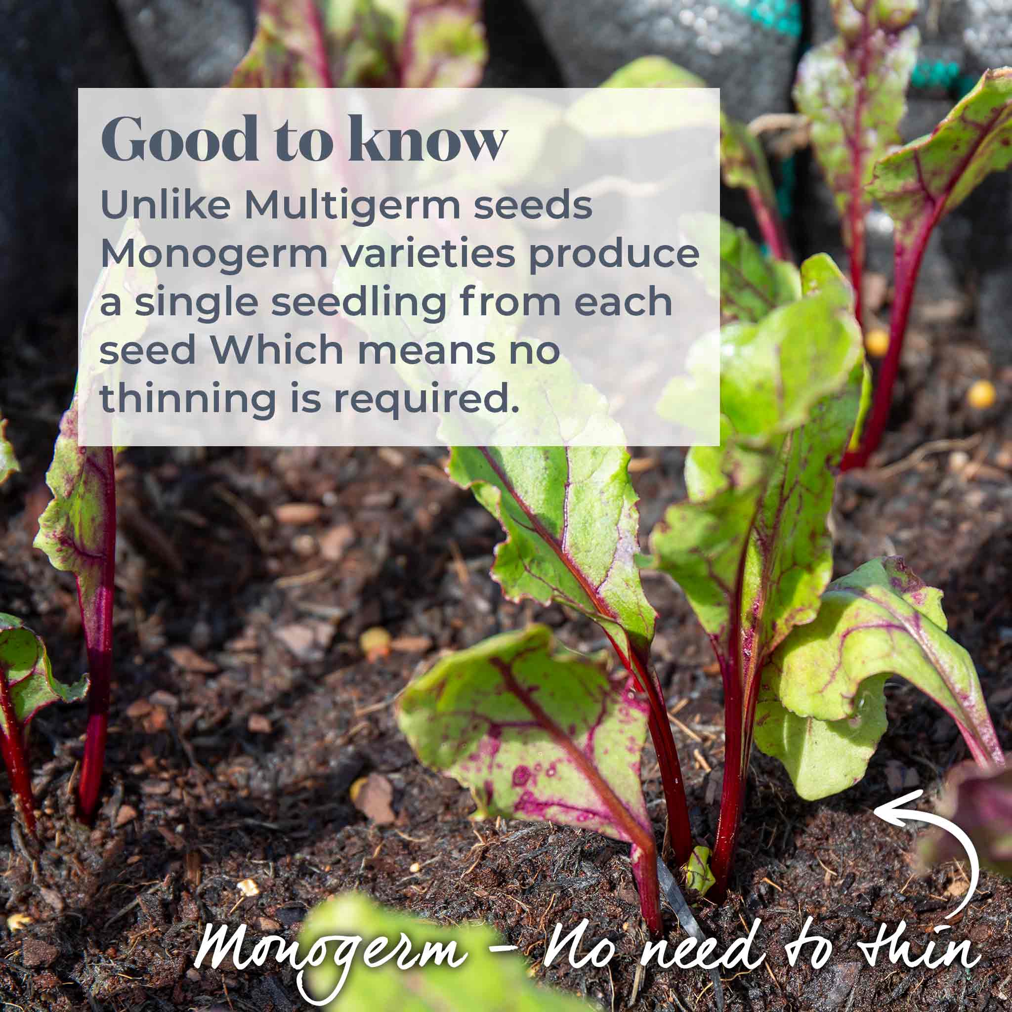 Beetroot Seeds 'Monika' - Image 3