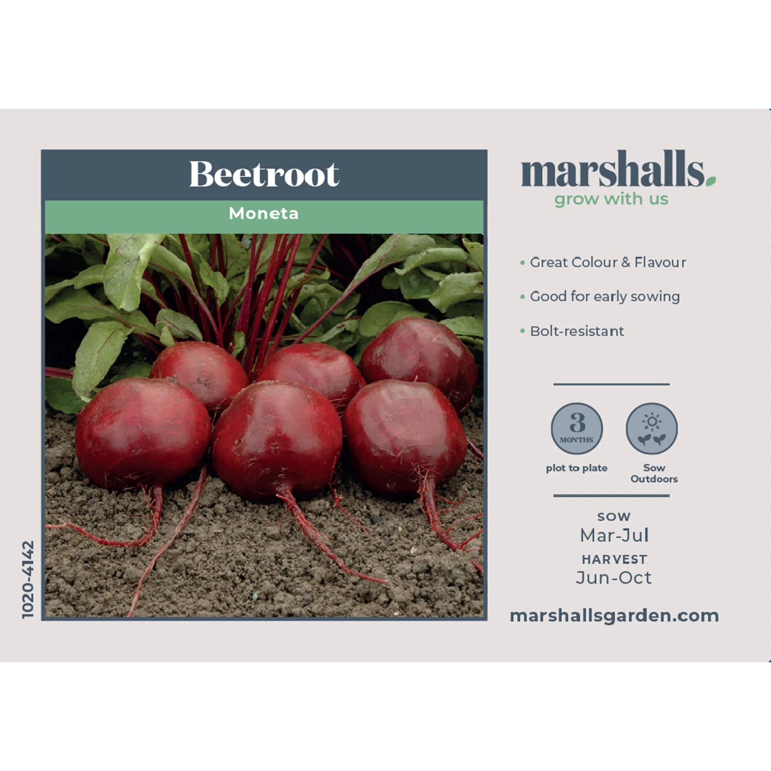 Beetroot Seeds 'Moneta' - Image 6