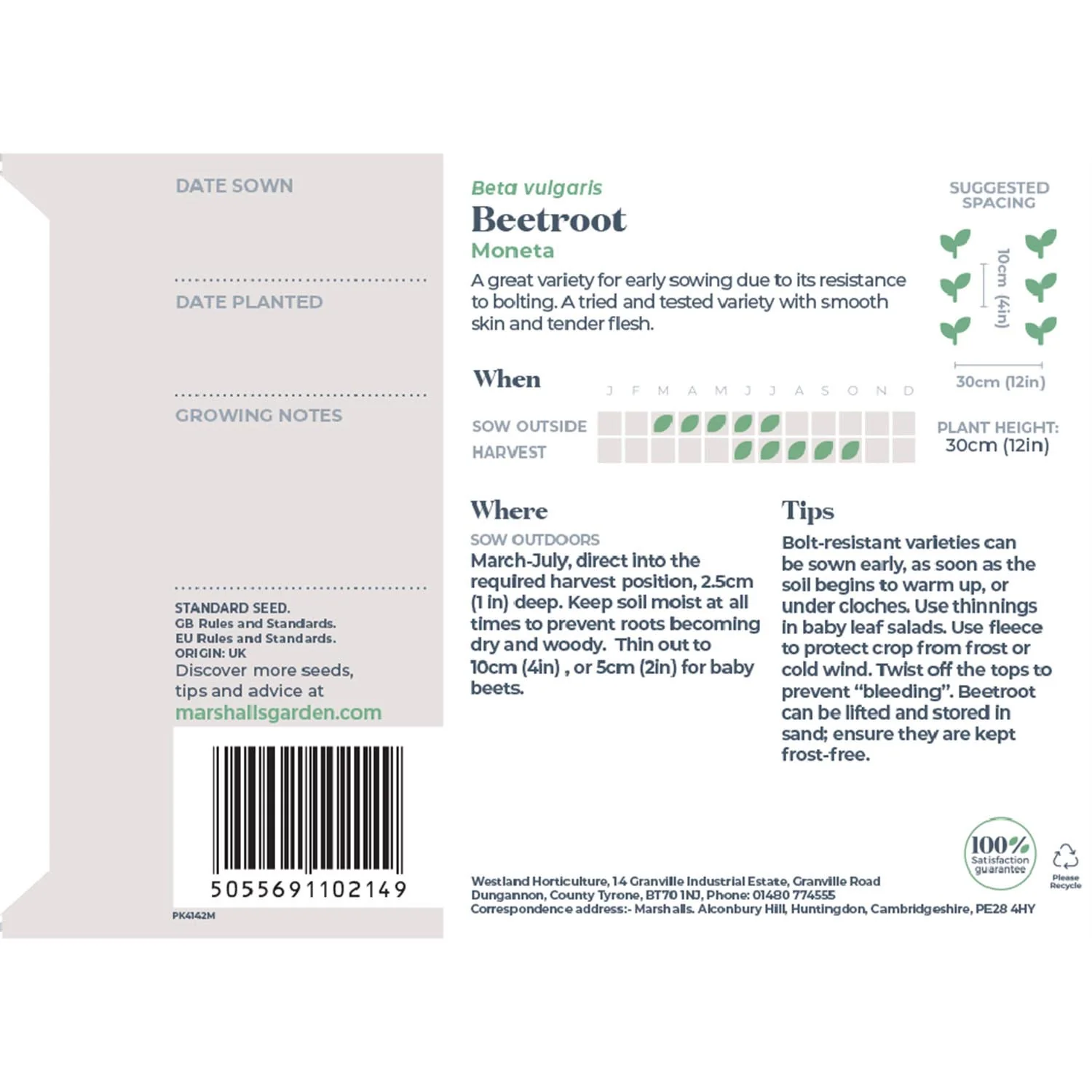 Beetroot Seeds 'Moneta' - Image 7