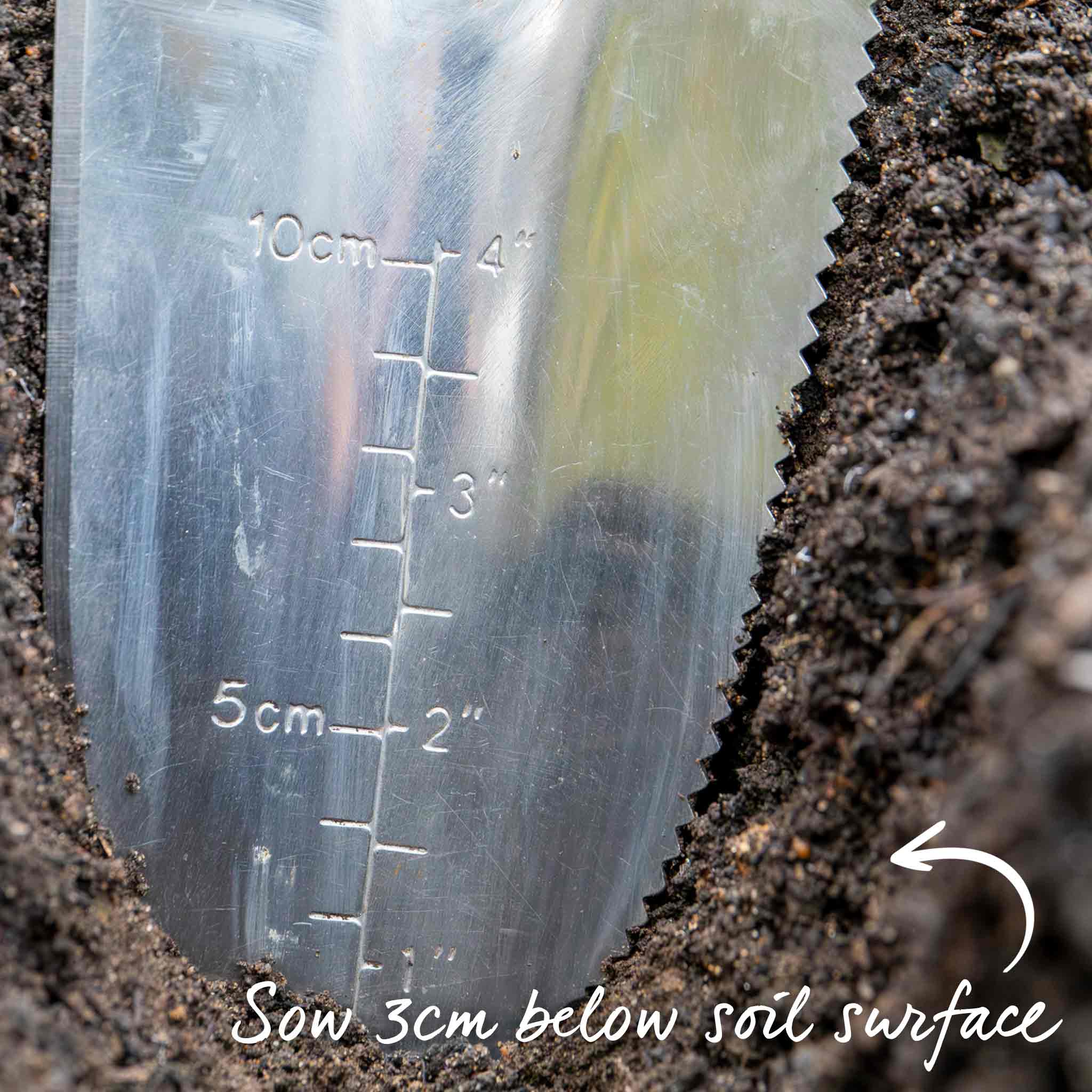 Beetroot Seeds 'Burpees Golden' - Image 8