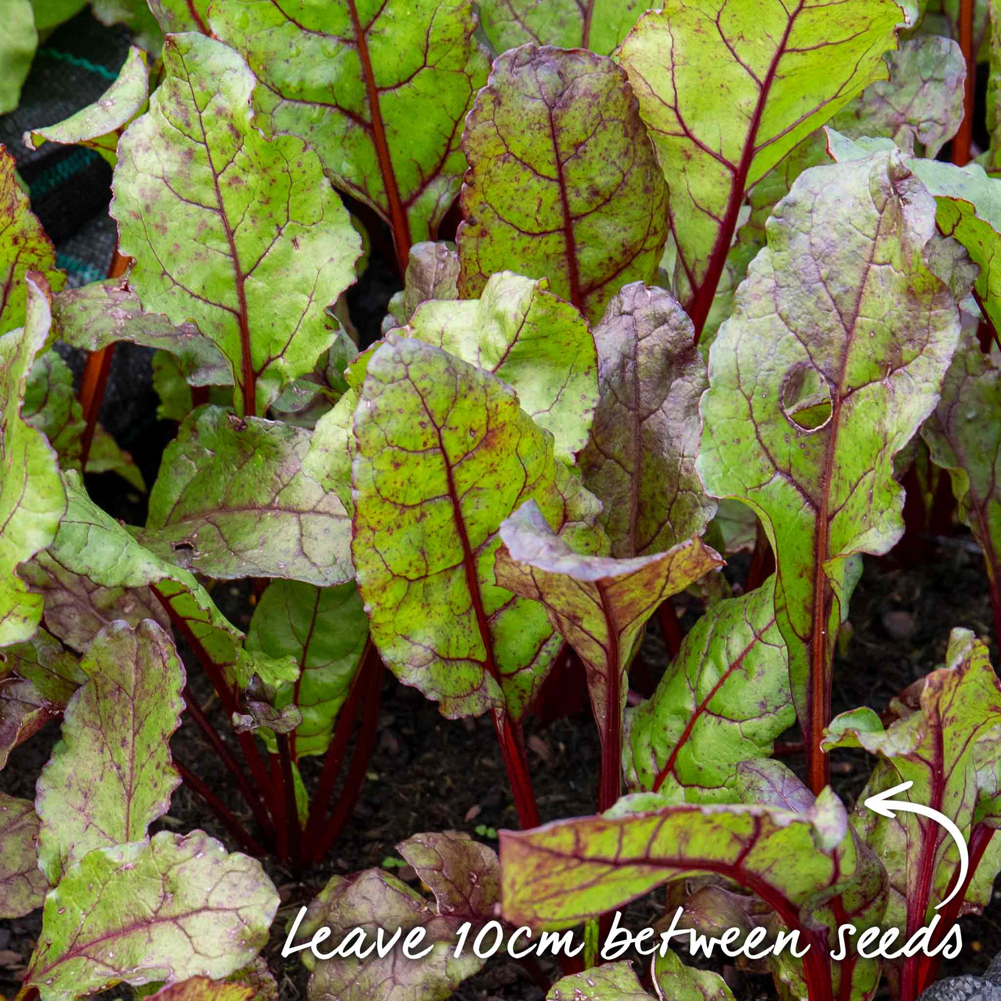 Beetroot Seeds 'Monika' - Image 10