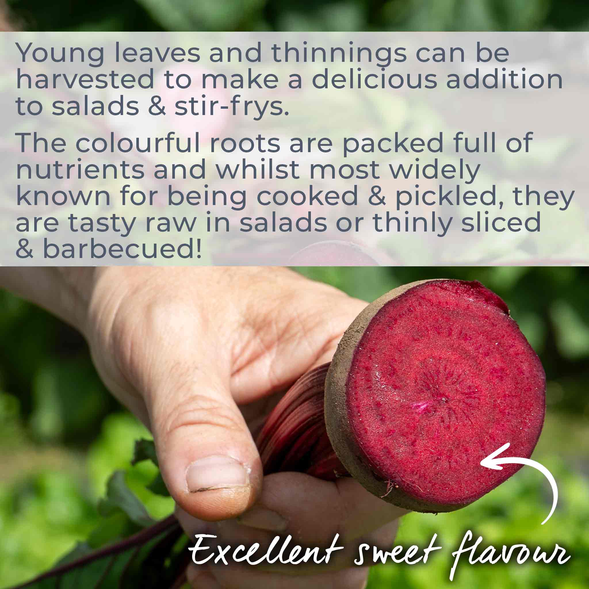 Beetroot Seeds 'Boston' - Image 5