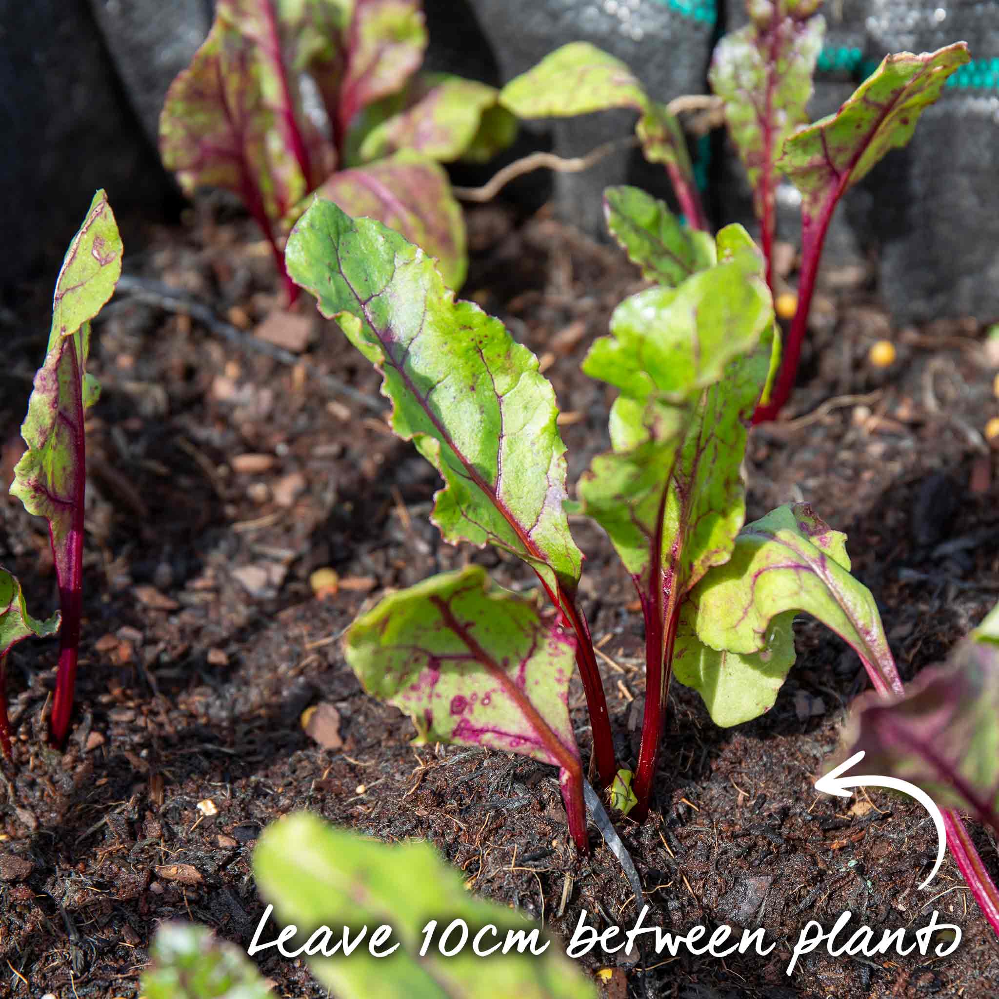 Beetroot Seeds 'Boston' - Image 10