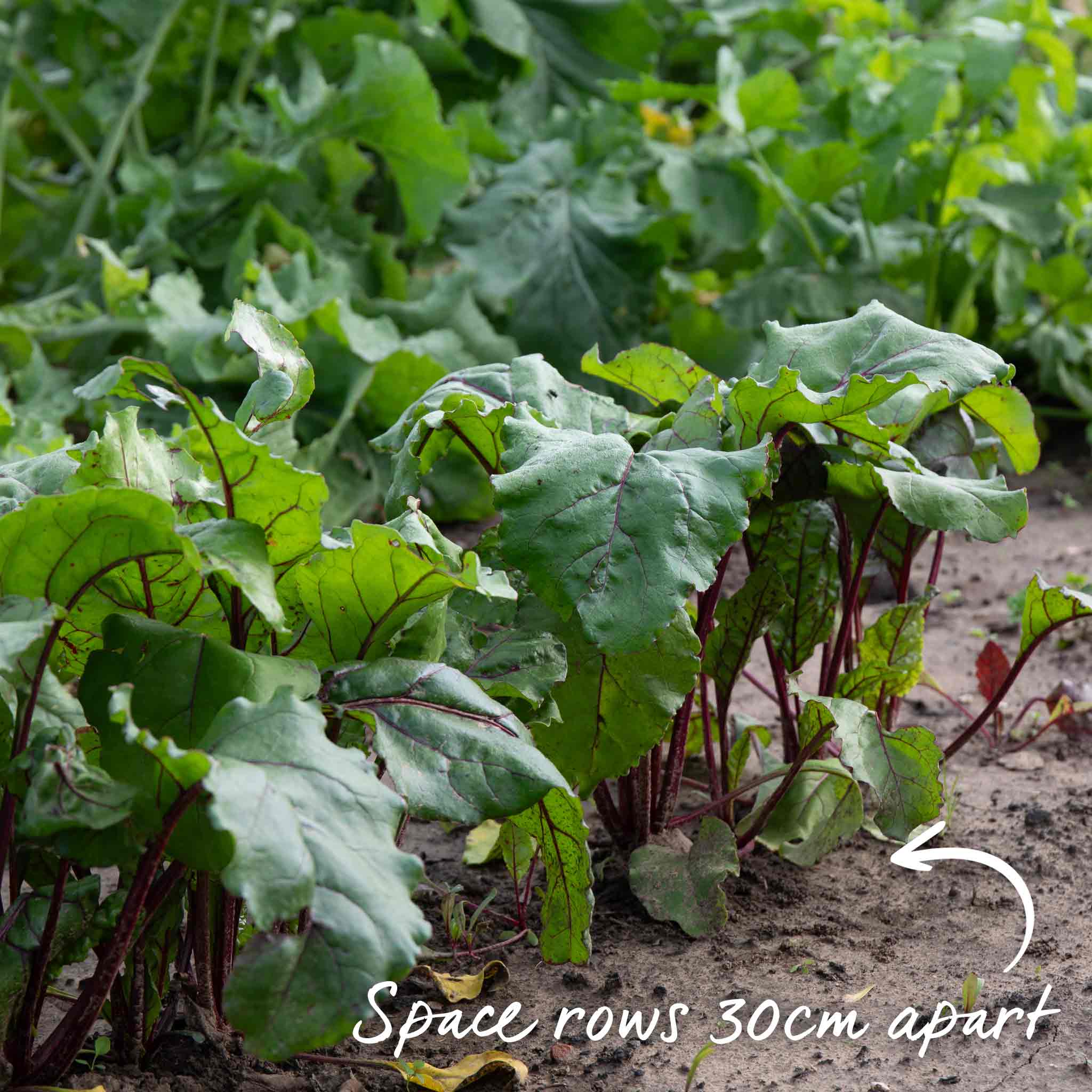 Beetroot Seeds 'Monika' - Image 11