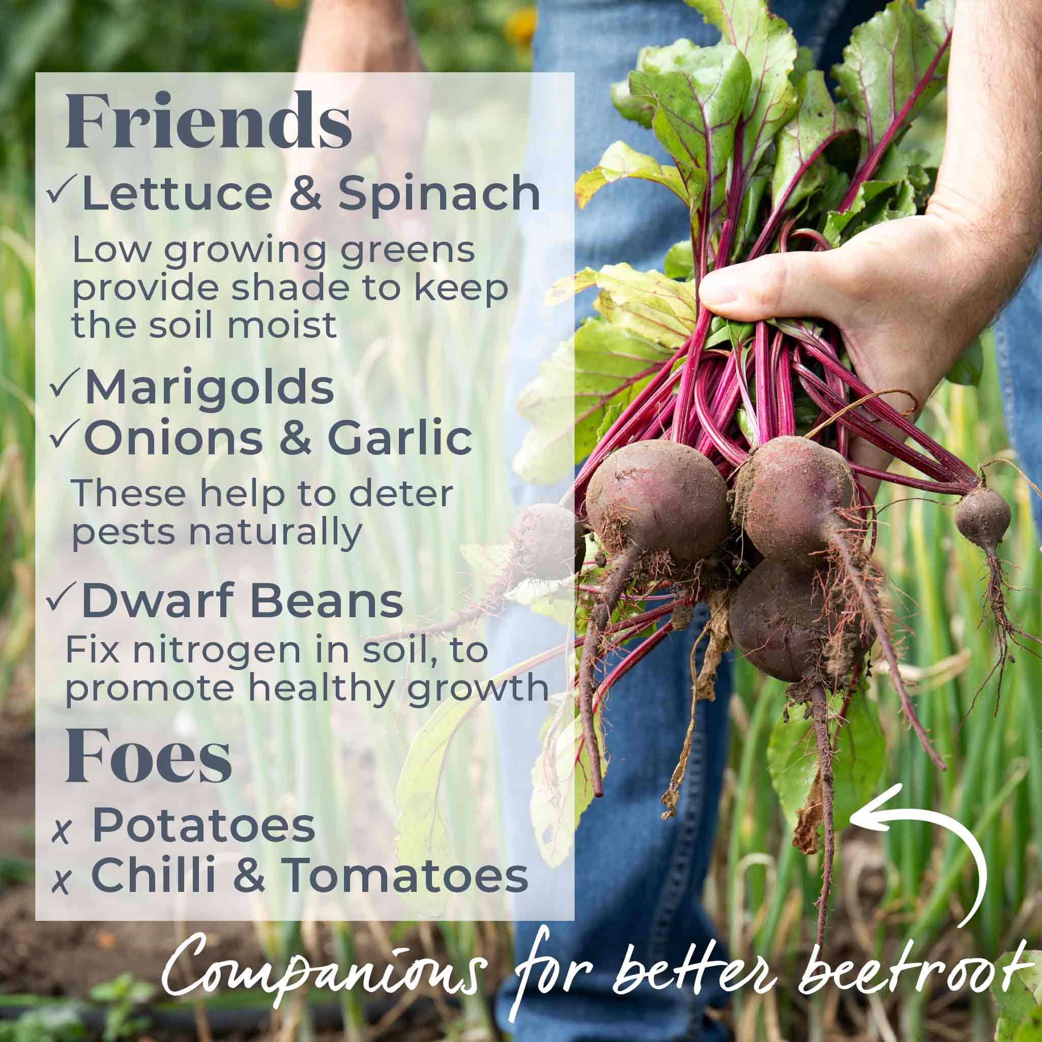 Beetroot Seeds 'Burpees Golden' - Image 11