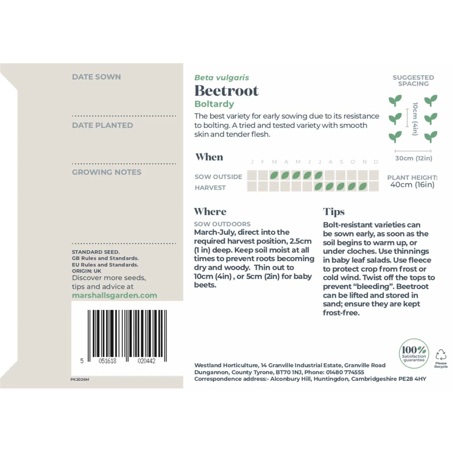 Beetroot Seeds 'Boltardy' - Image 5
