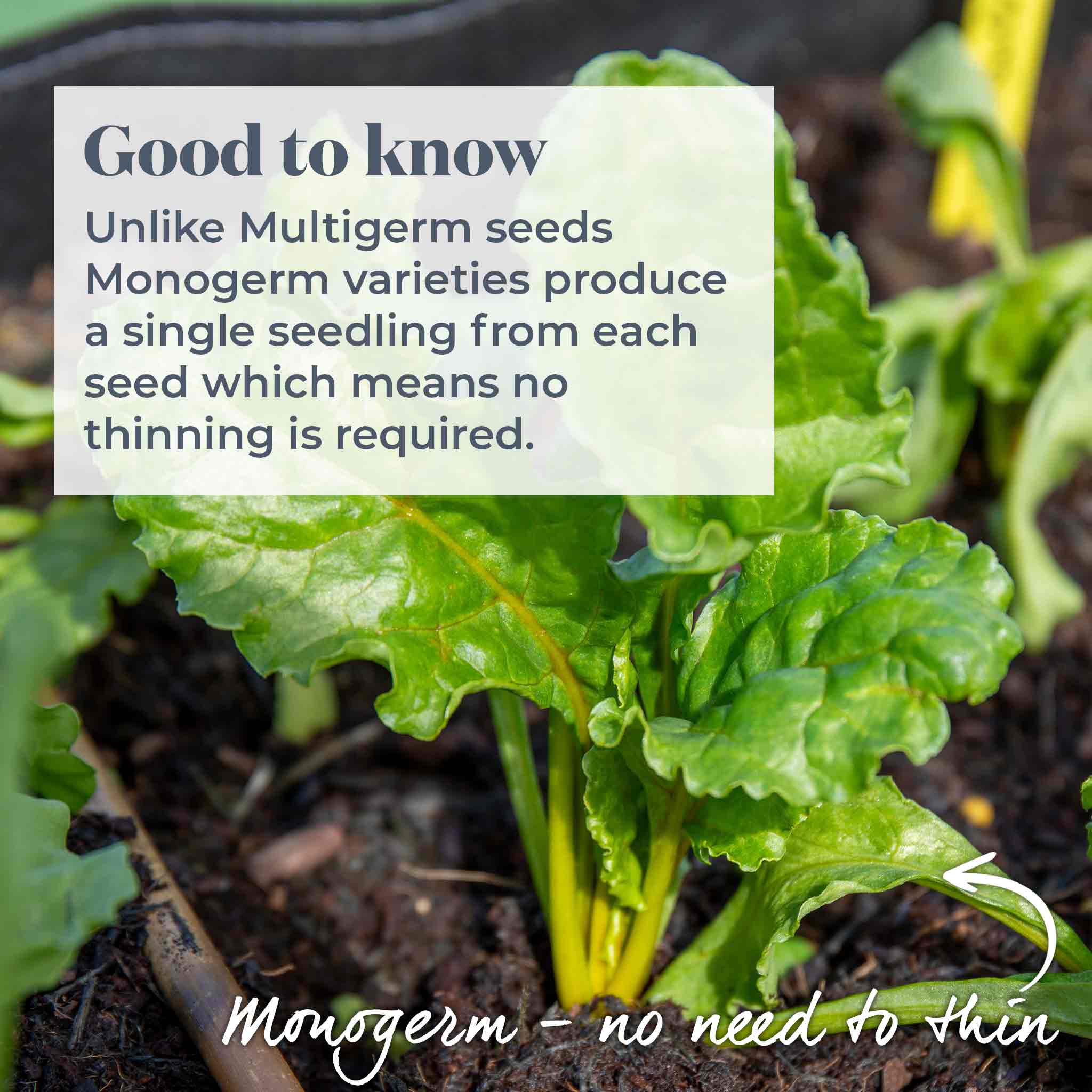 Beetroot Seeds 'Burpees Golden' - Image 5