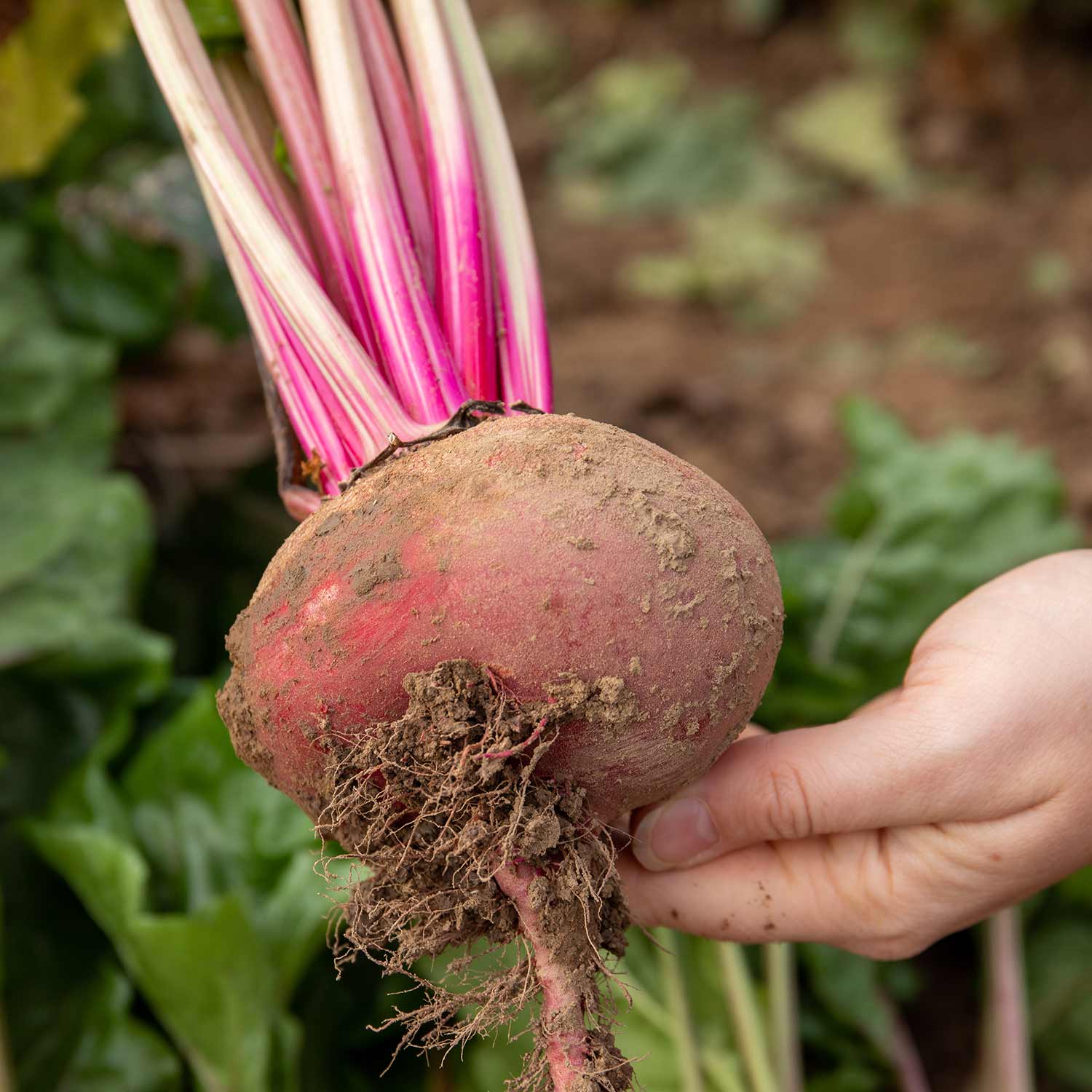 Beetroot Seeds 'Chioggia' - Image 3