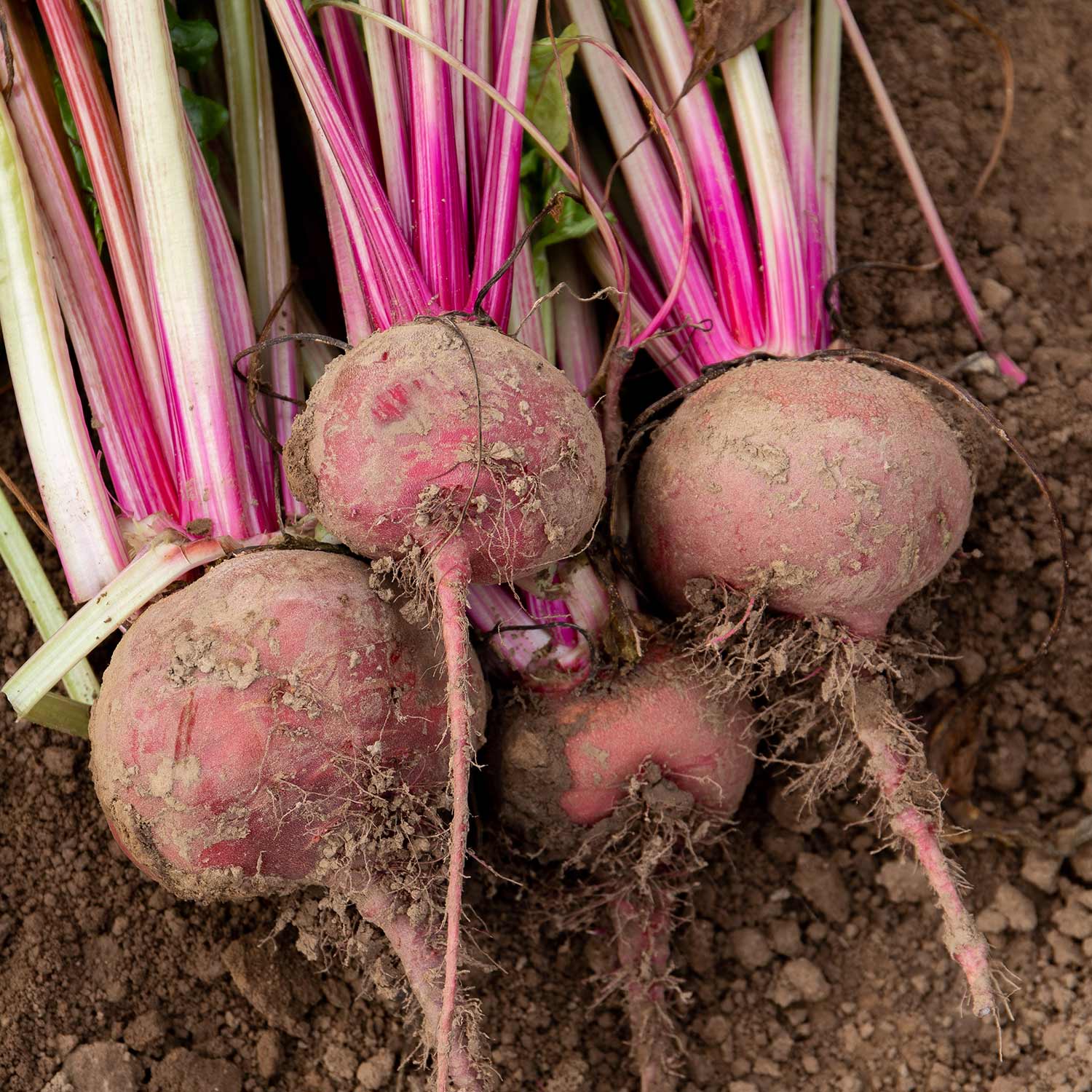 Beetroot Seeds 'Chioggia' - Image 4