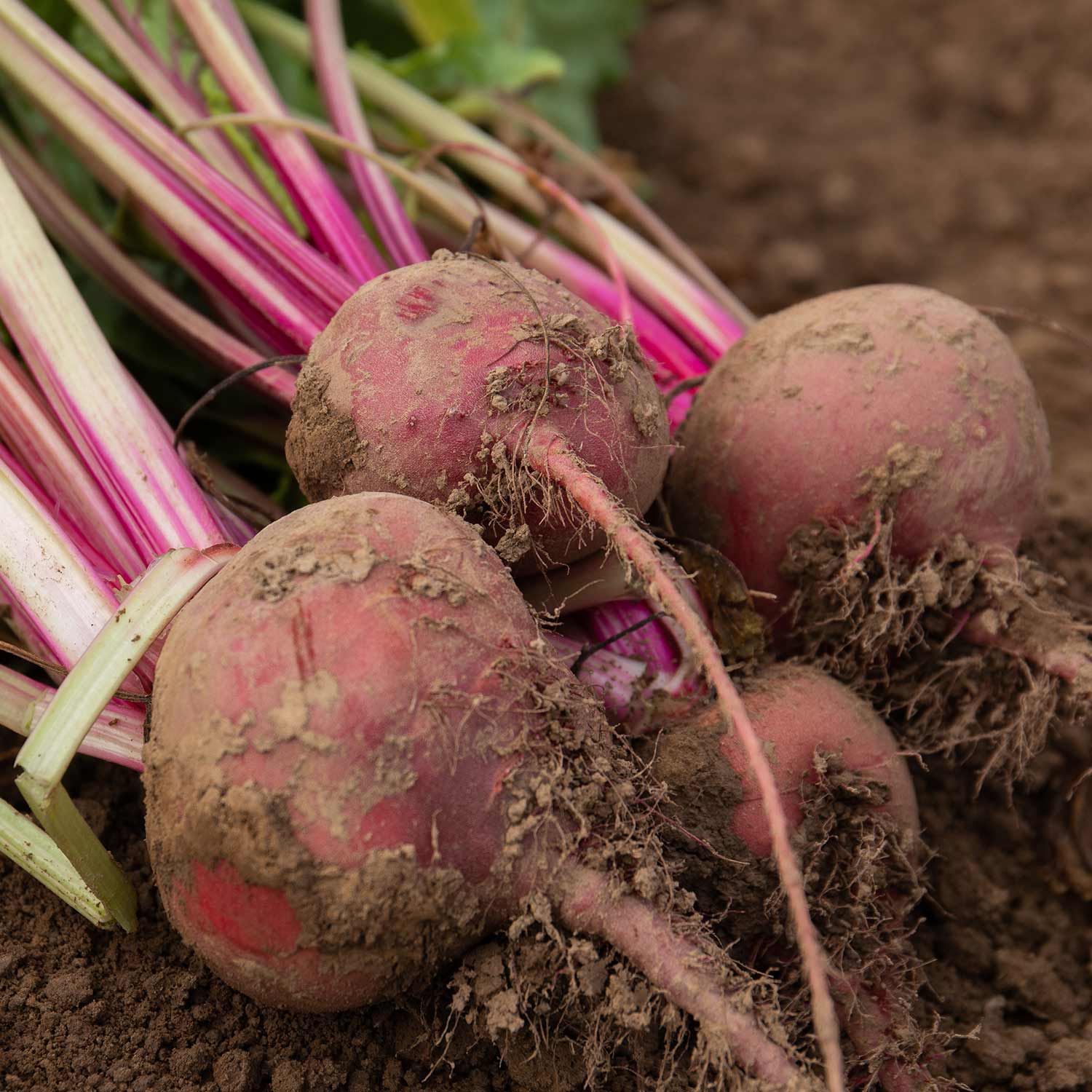 Beetroot Seeds 'Chioggia' - Image 5