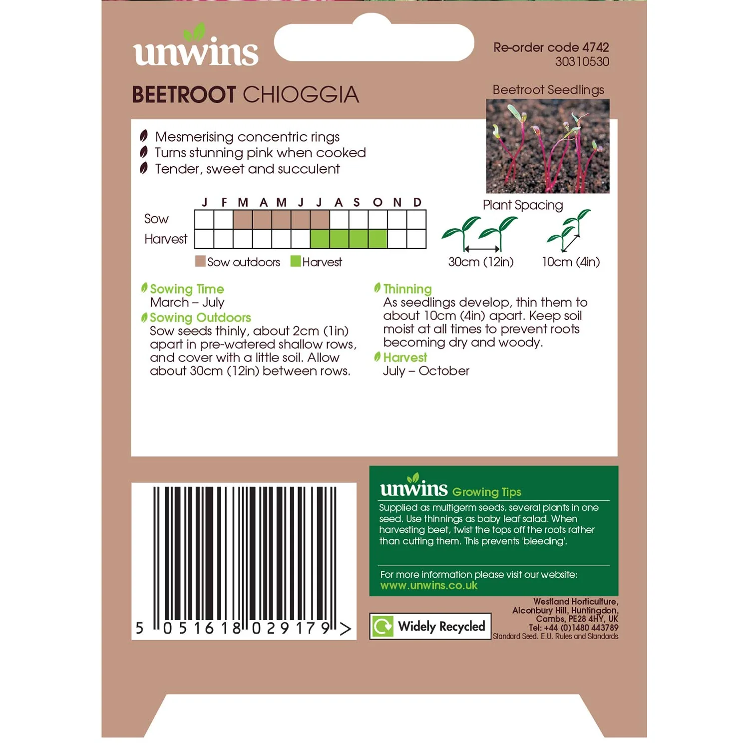 Beetroot Seeds 'Chioggia' - Image 7
