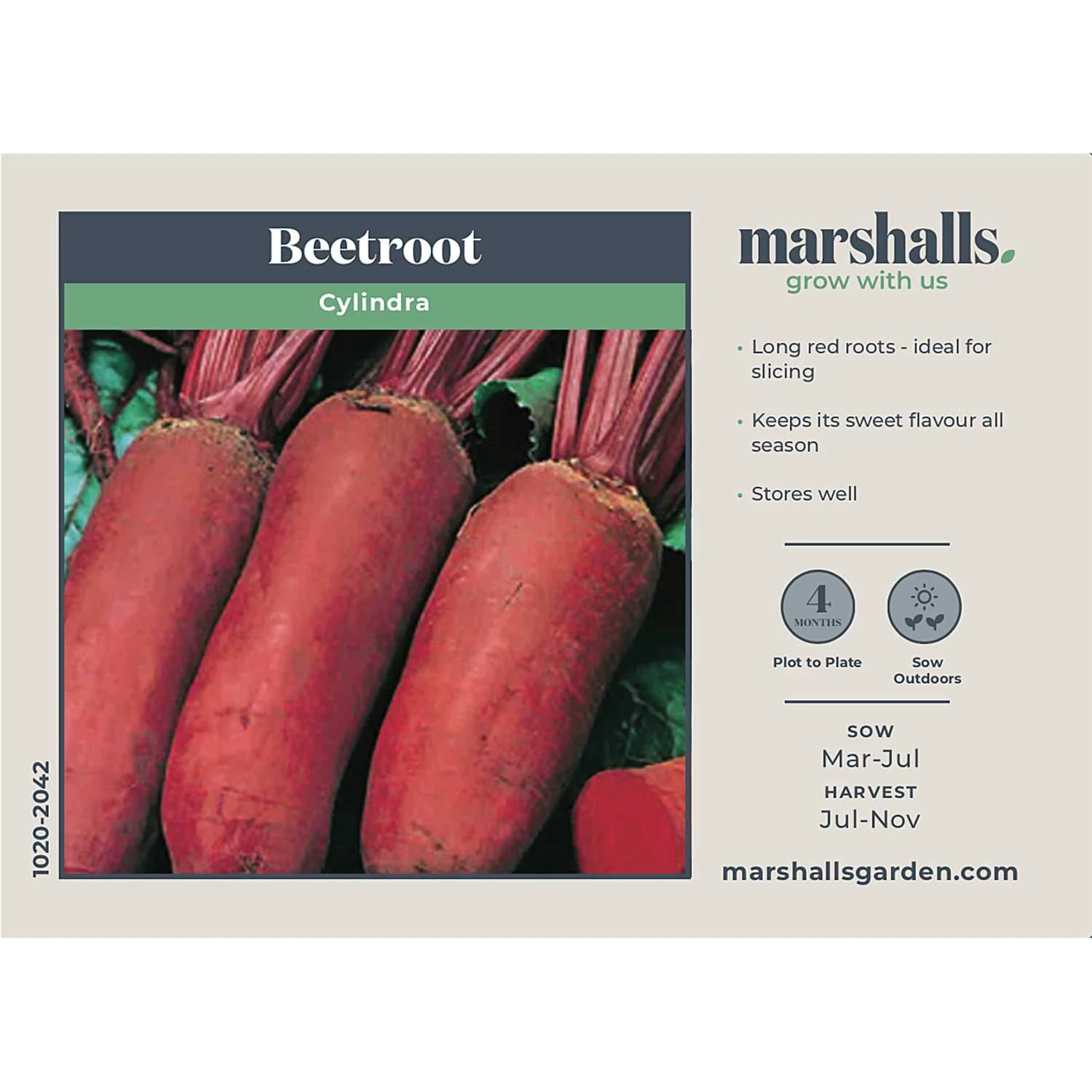 Beetroot Seeds 'Cylindra' - Image 10