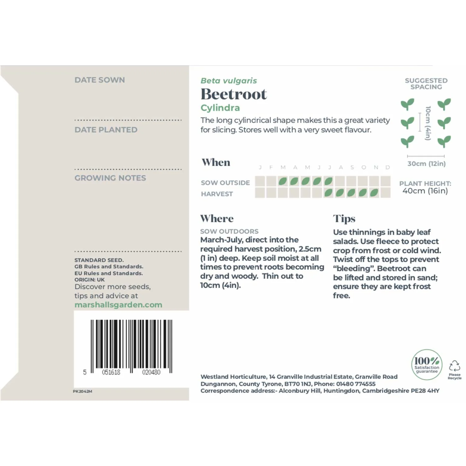 Beetroot Seeds 'Cylindra' - Image 11