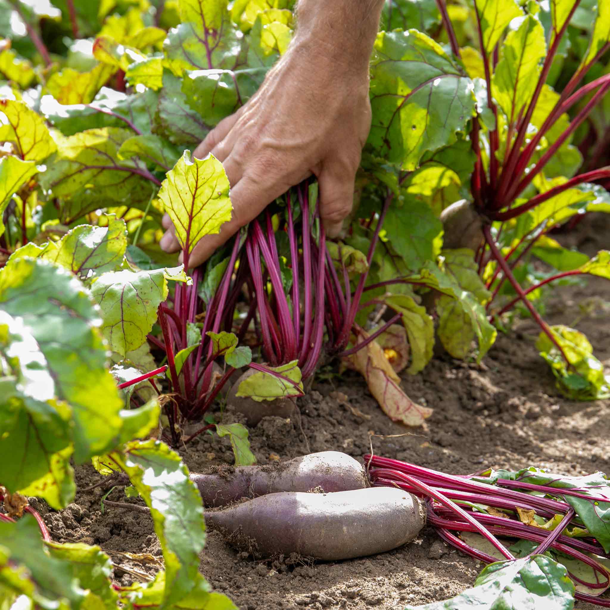Beetroot Seeds 'Cylindra' - Image 5