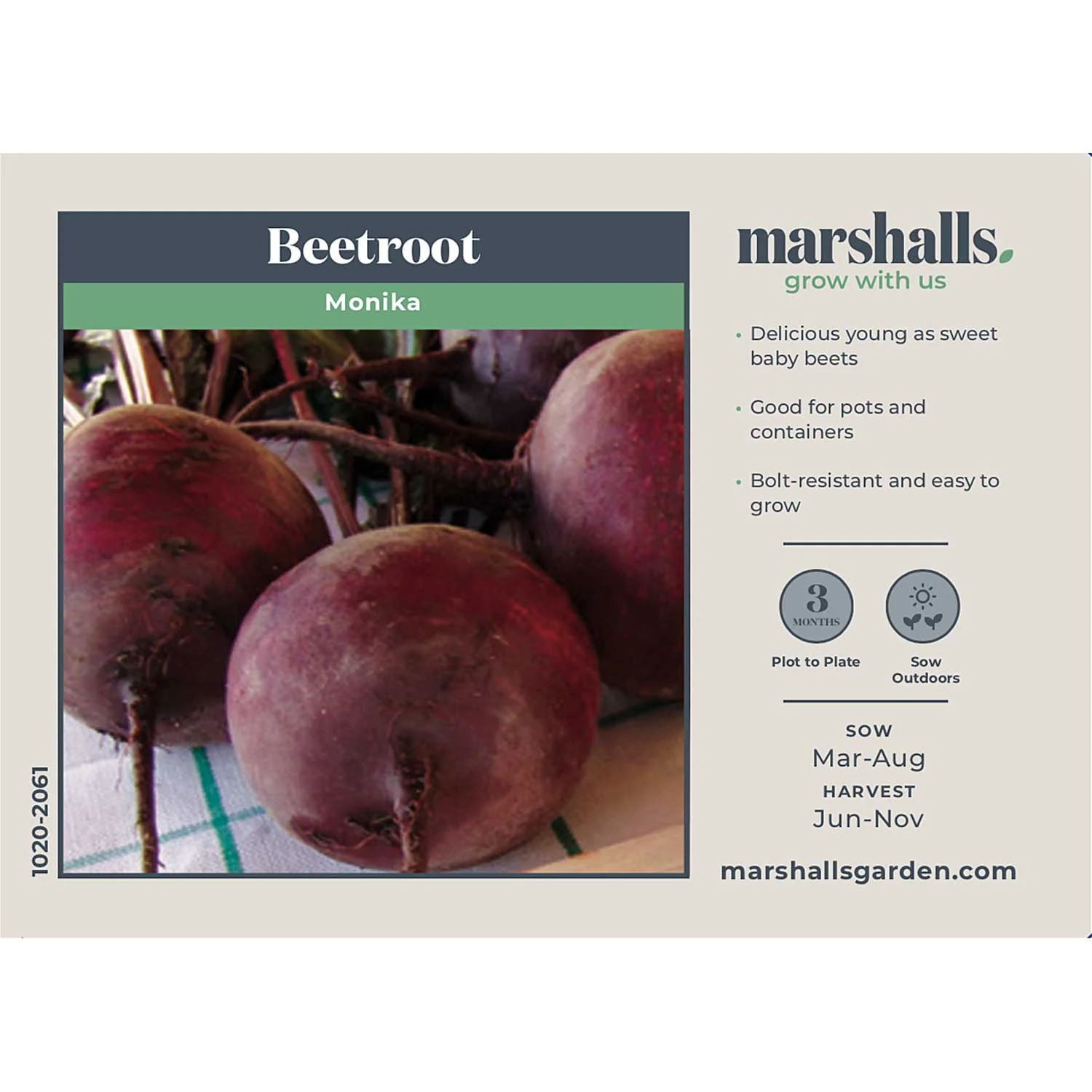 Beetroot Seeds 'Monika' - Image 4