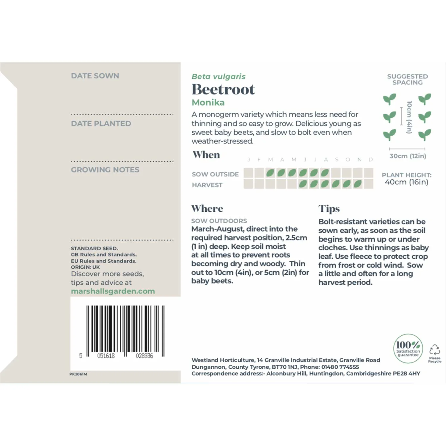 Beetroot Seeds 'Monika' - Image 5