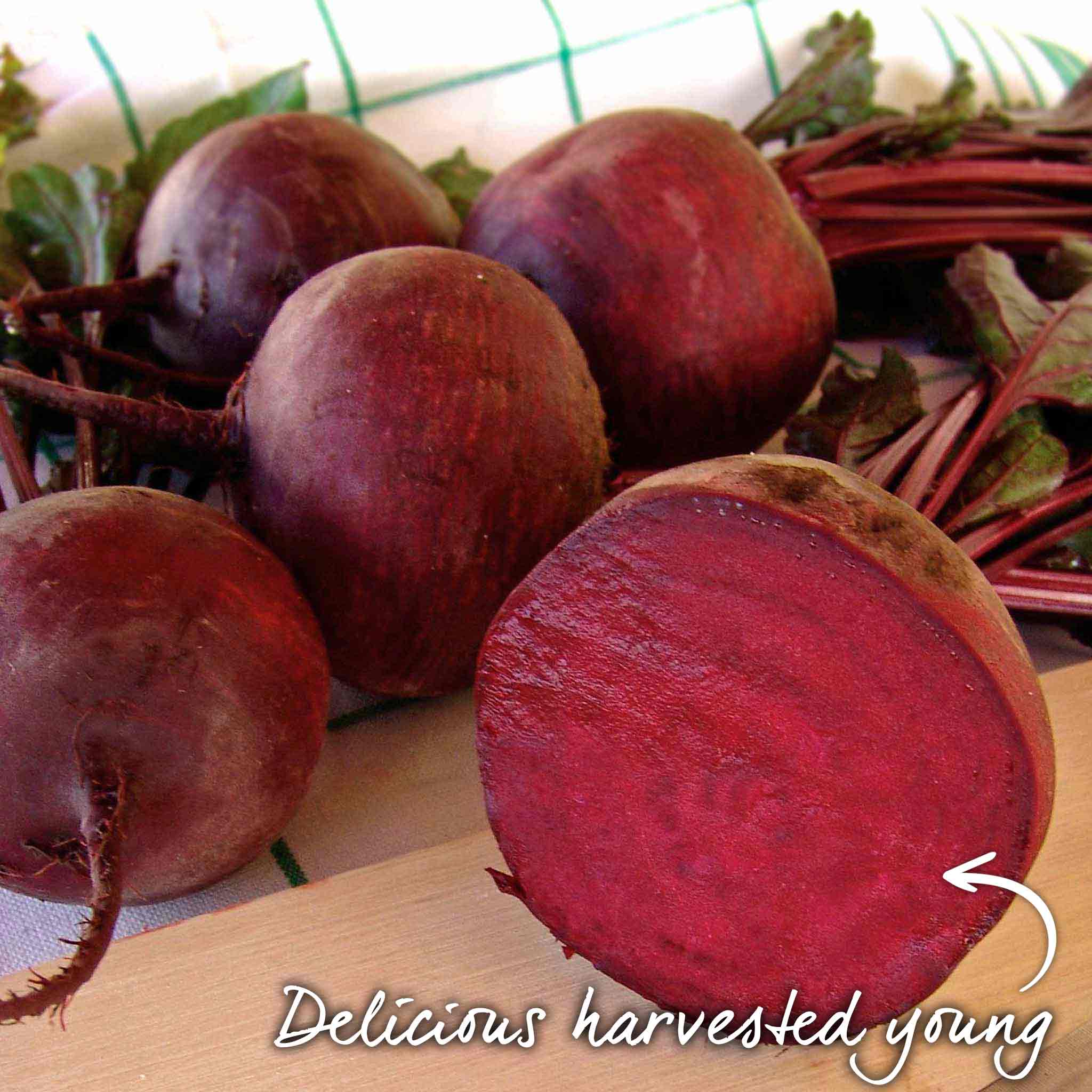 Beetroot Seeds 'Monika' - Image 6