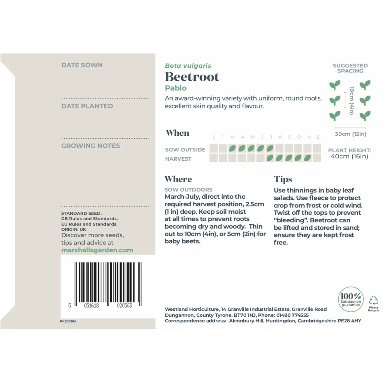 Beetroot Seeds 'Pablo' - Image 3