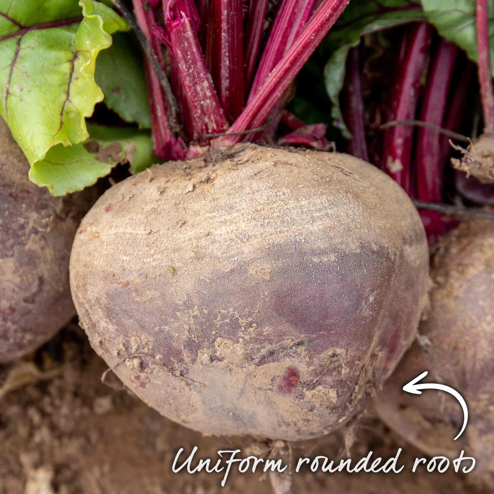 Beetroot Seeds 'Pablo' - Image 5