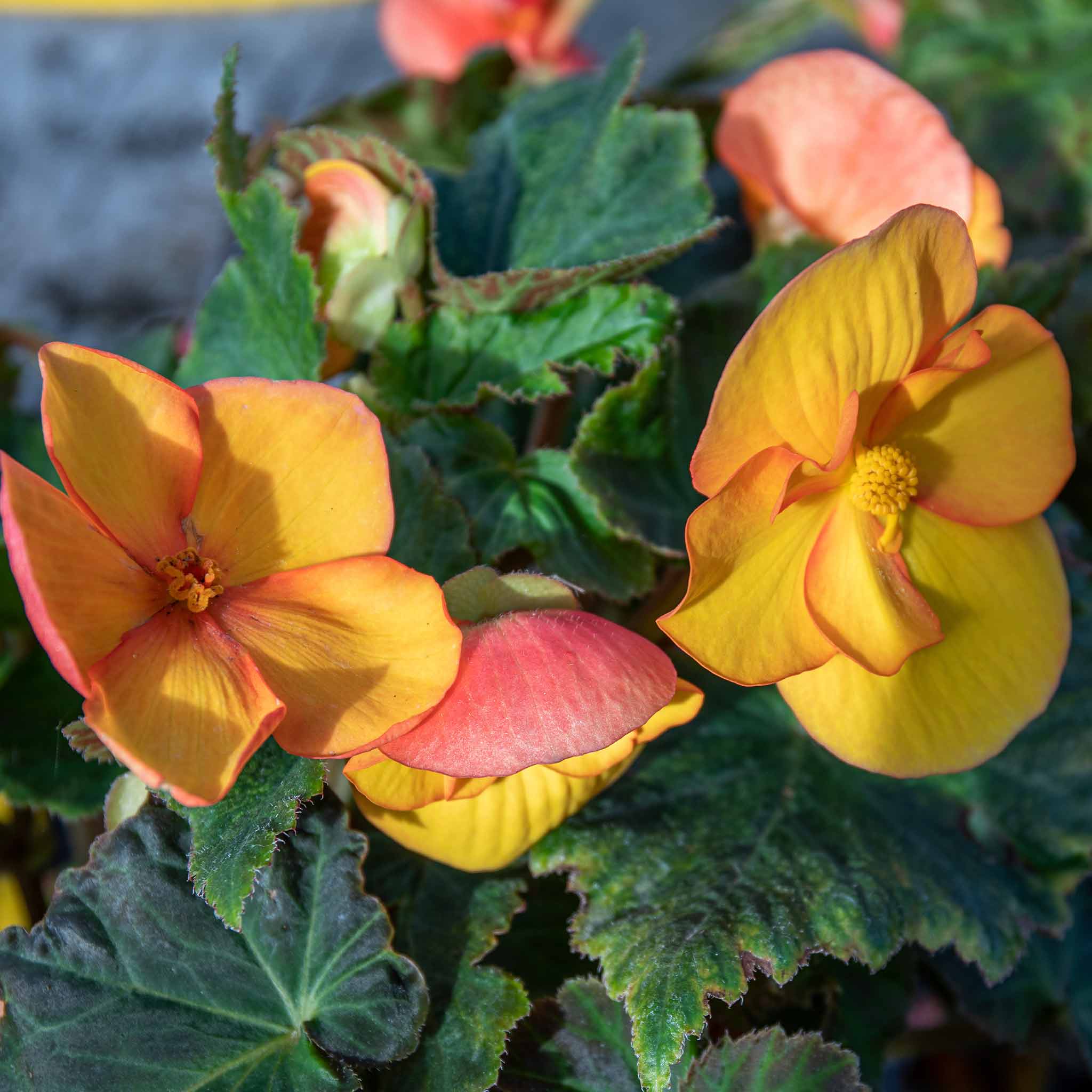Begonia Tuber  'Cascade Sunray' - Image 4