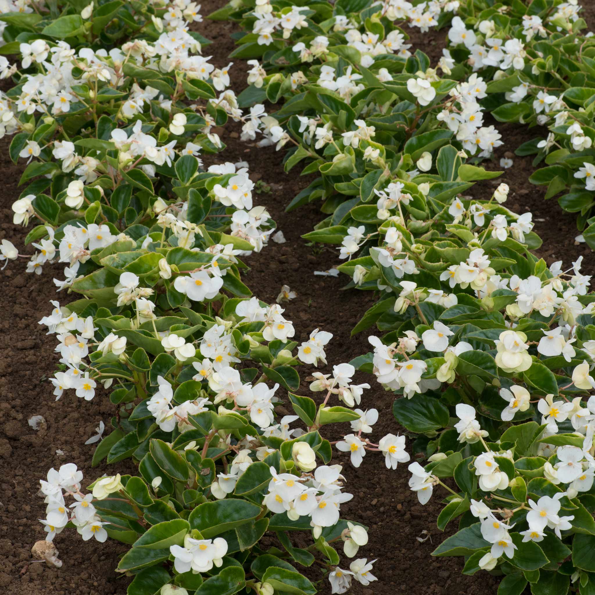 Begonia 'Megawatt White Green Leaf' - Image 6