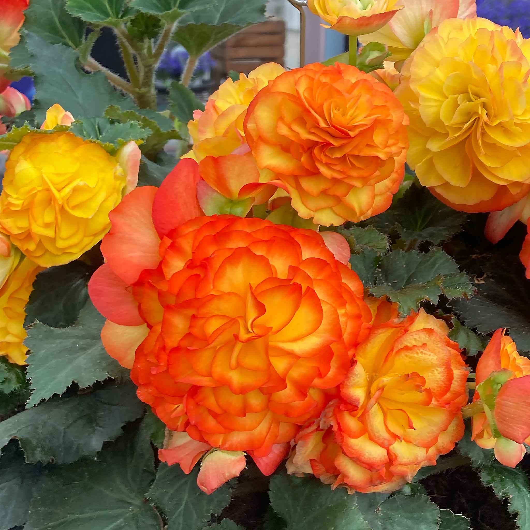 Begonia 'Nonstop Flame' - Image 4