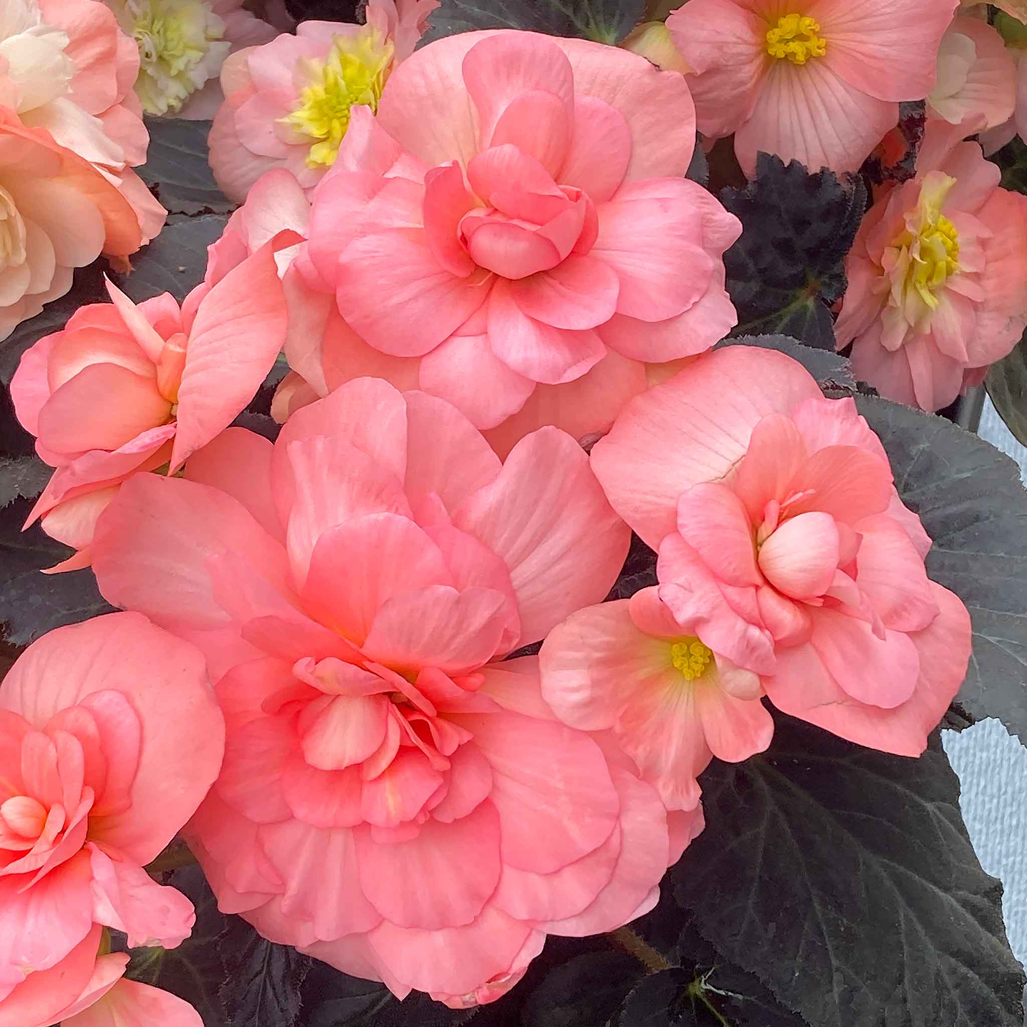 Begonia 'Nonstop Mocca Light Pink Shades' - Image 3