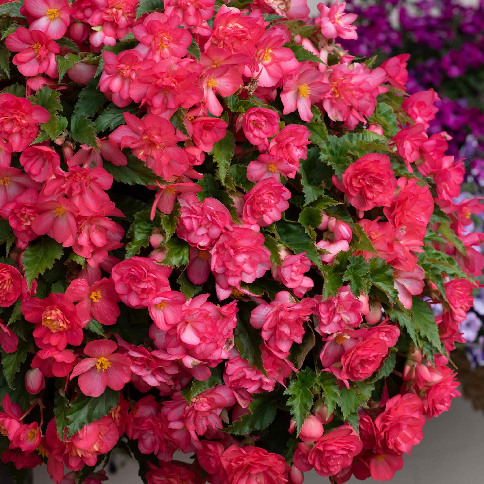 Begonia 'Nonstop Joy Rose Picotee'