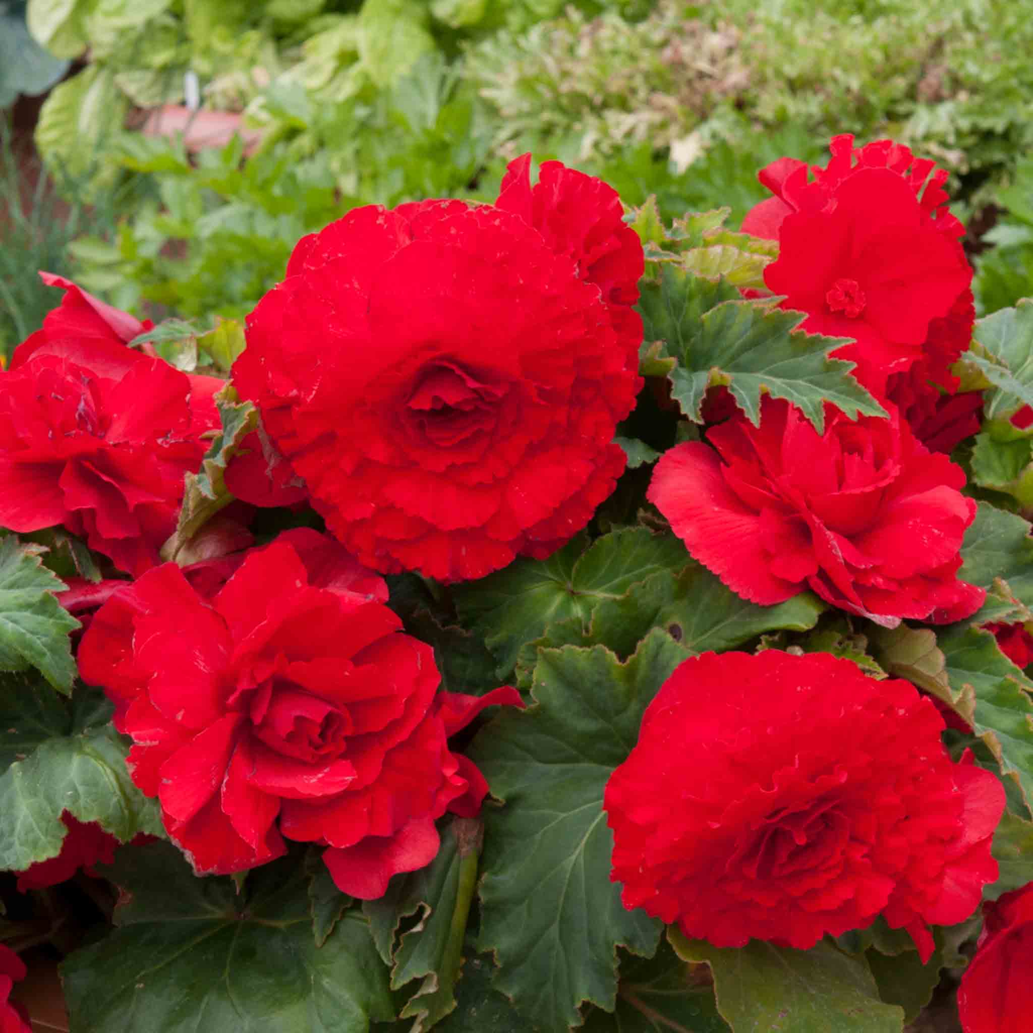 Begonia 'Majestic Red' - Image 2