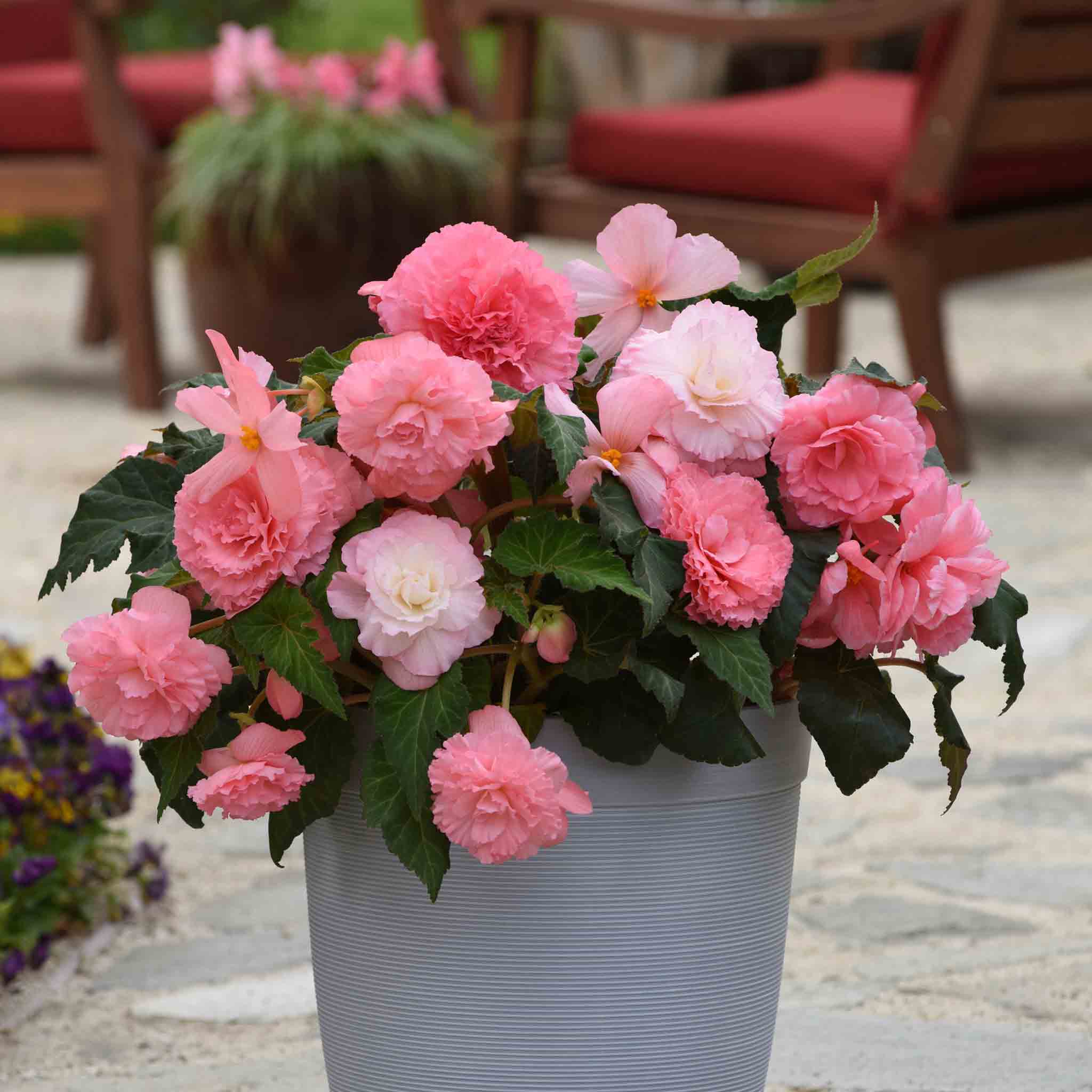 Begonia Upright Collection - Image 7