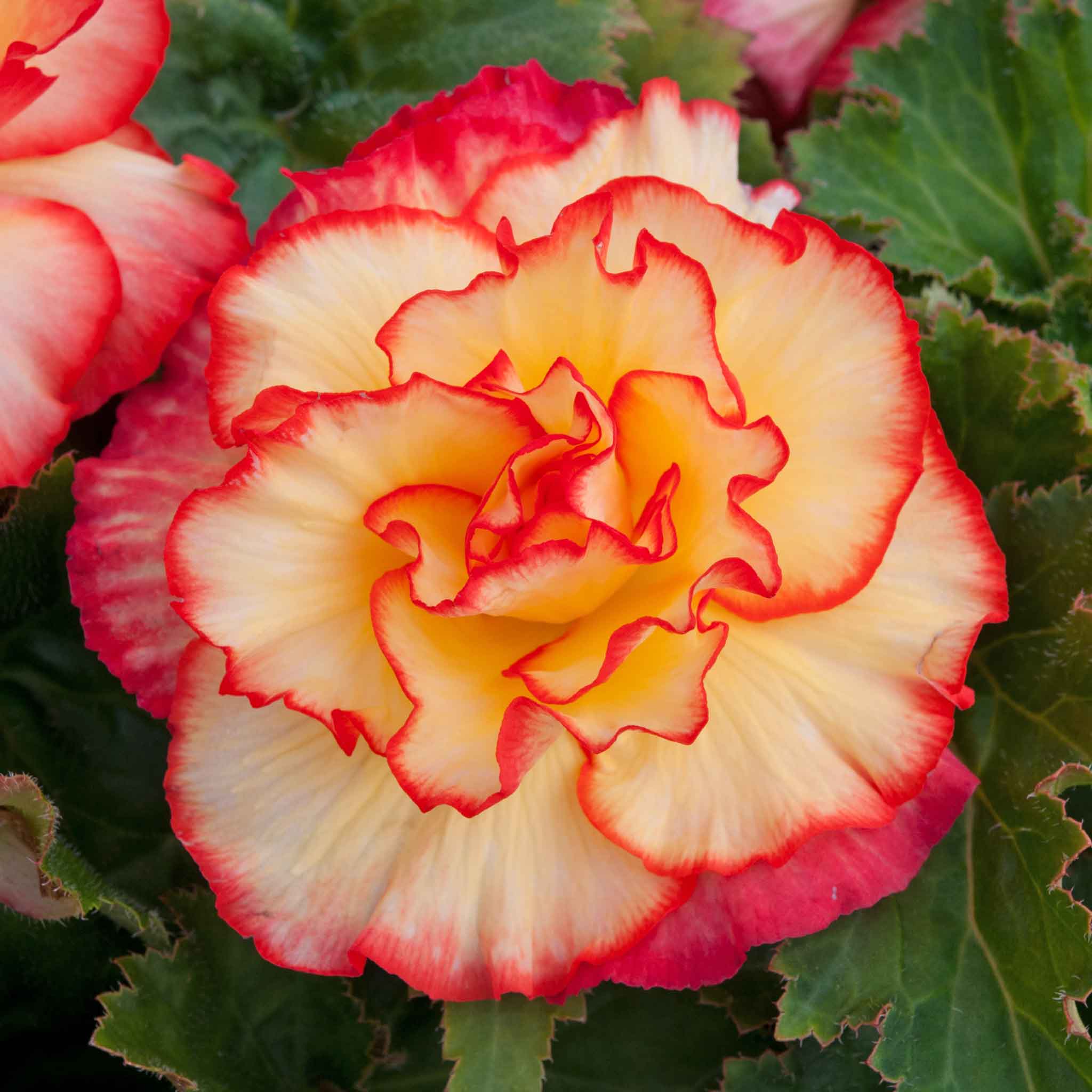 Begonia 'Majestic Sunburst'