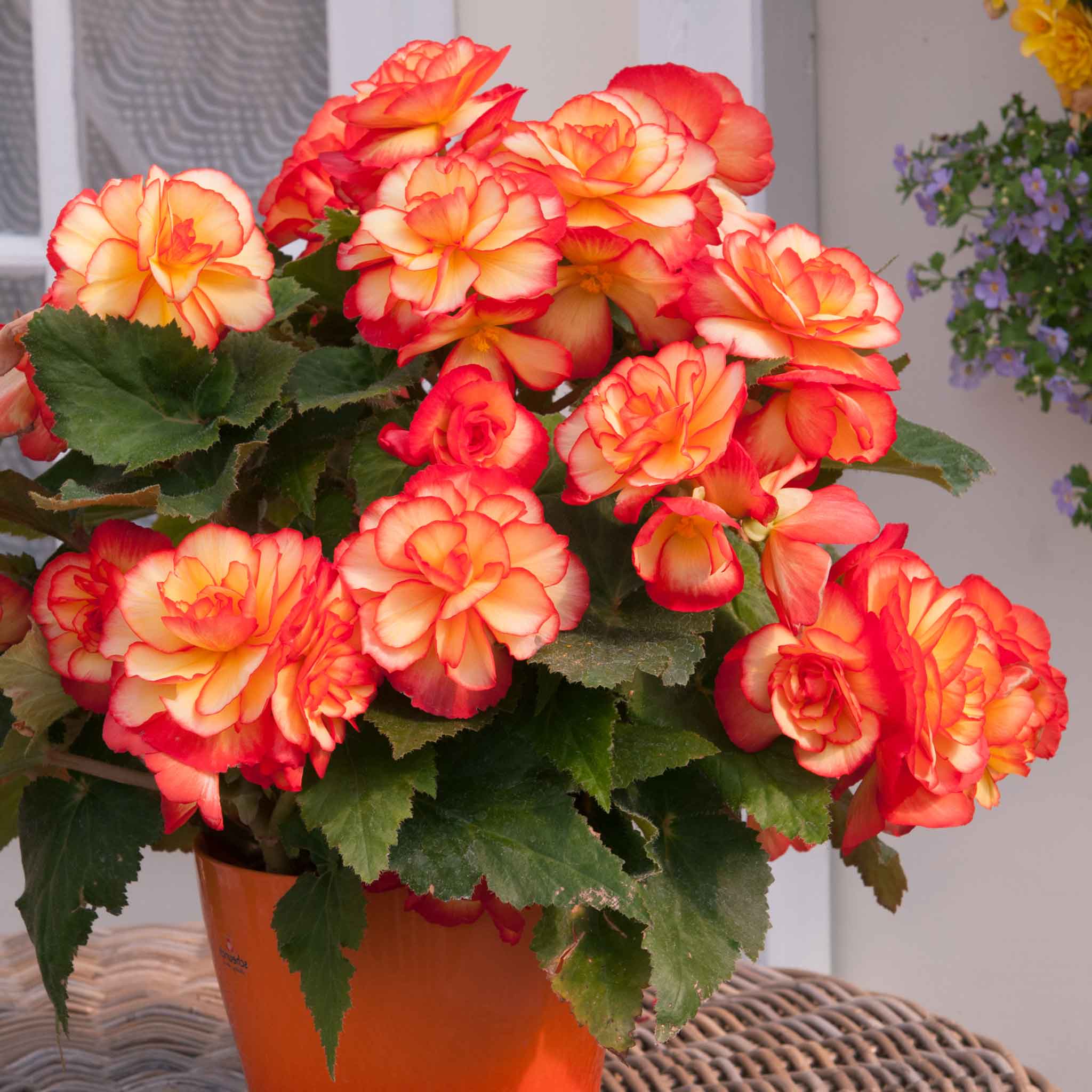 Begonia 'Majestic Sunburst' - Image 3