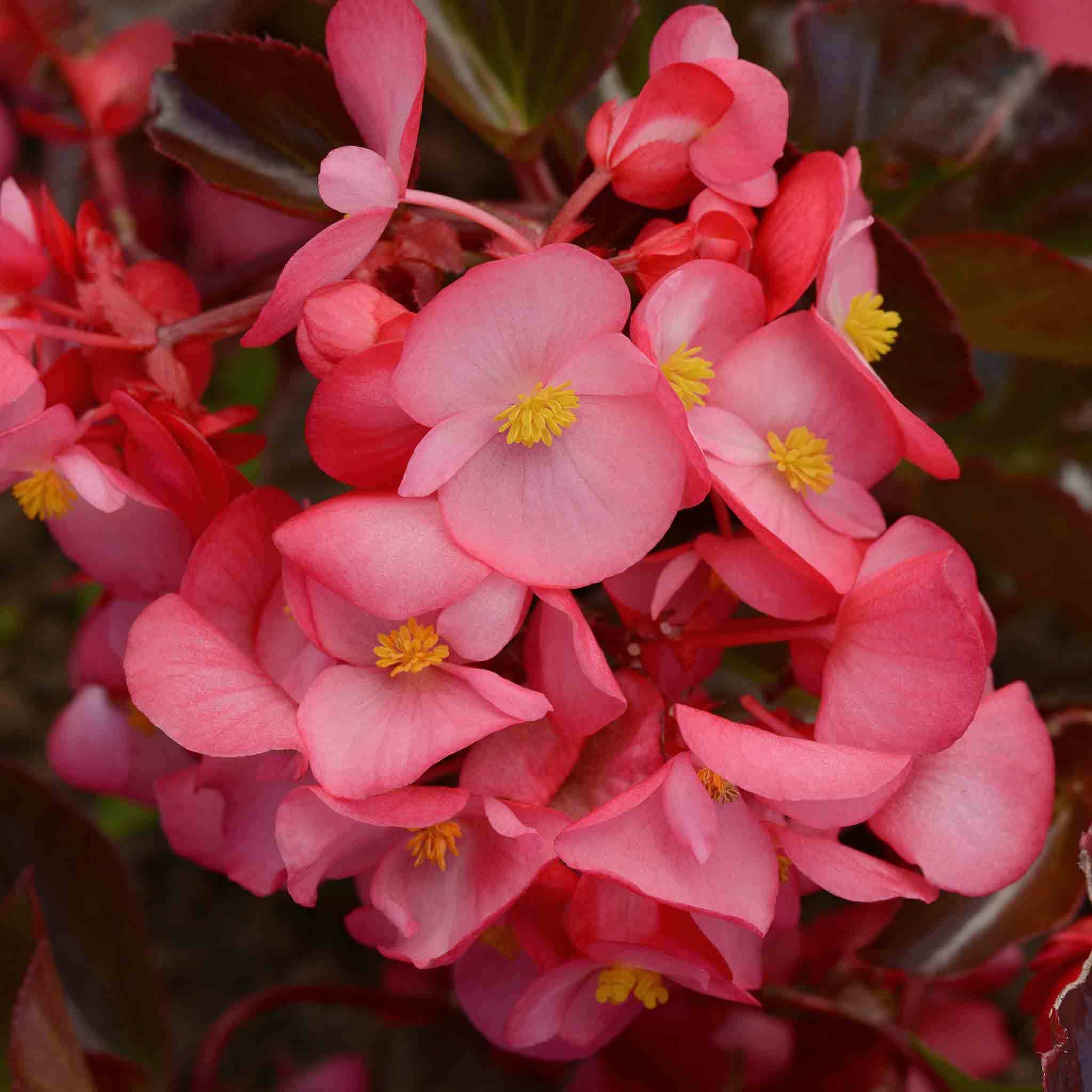Begonia 'Megawatt Rose With Bronze Leaf' - Image 2