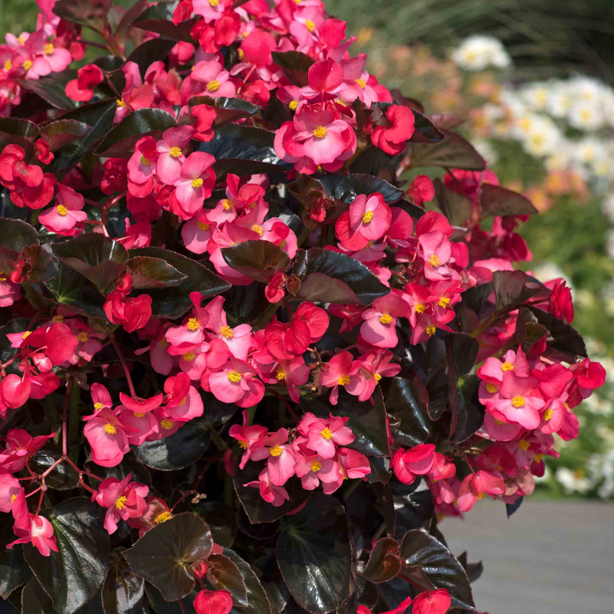 Begonia 'Megawatt Rose With Bronze Leaf' - Image 4