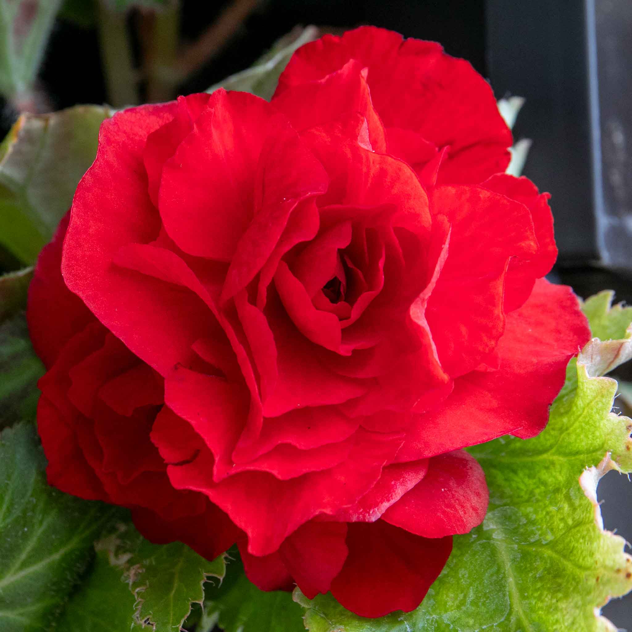 Begonia 'Nonstop Mix' - Image 7