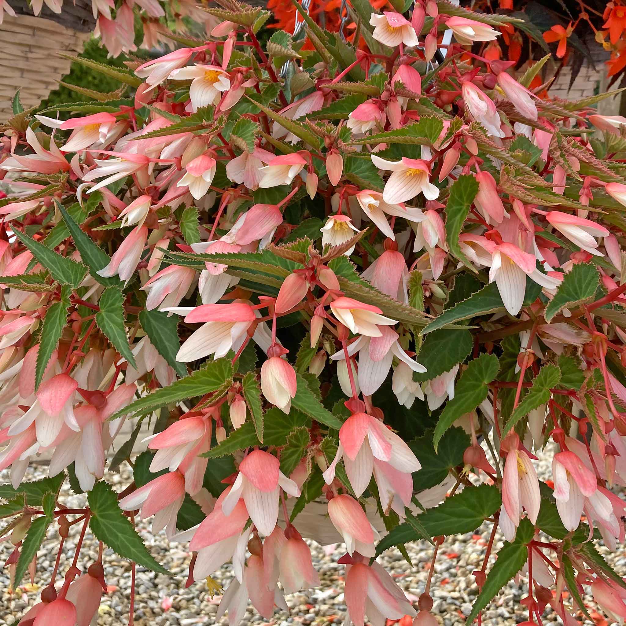 Begonia 'Starshine Appleblossom' - Image 4