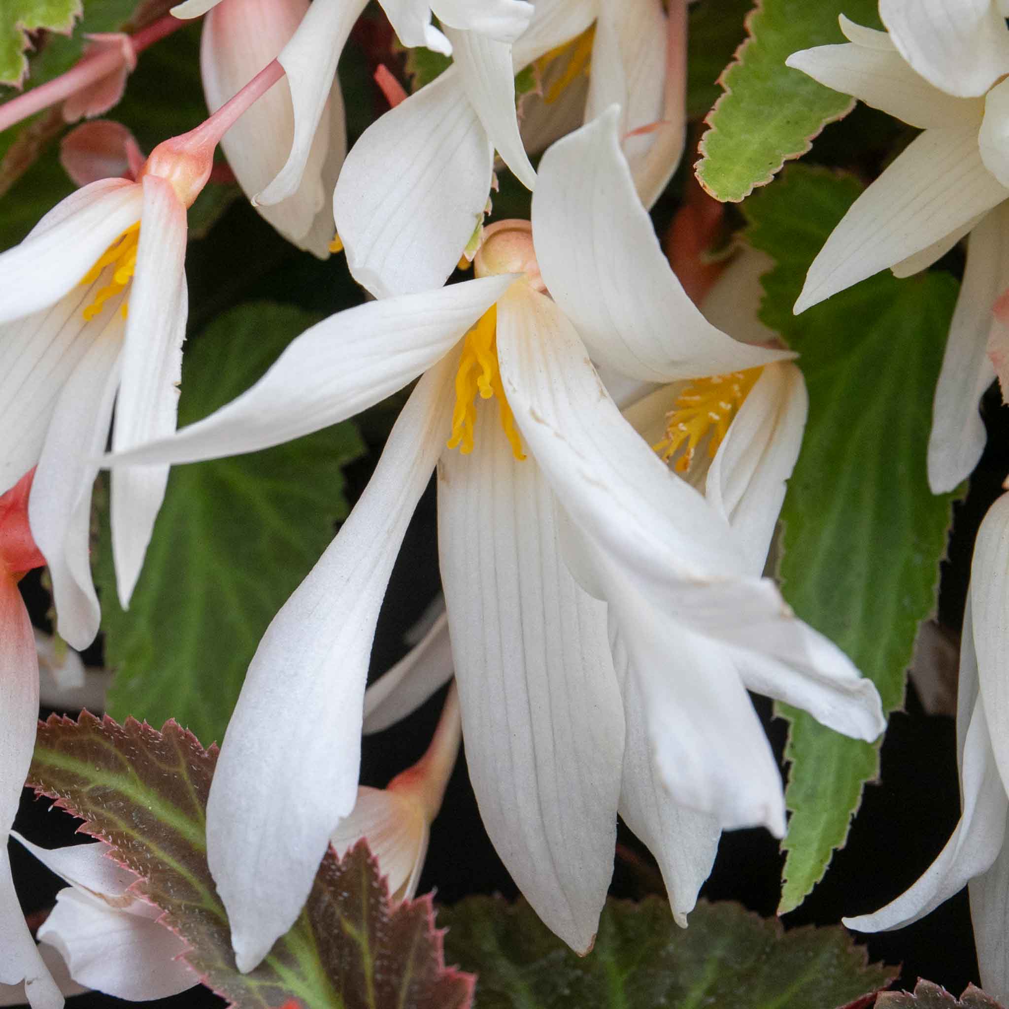 Begonia 'Starshine Appleblossom' - Image 6